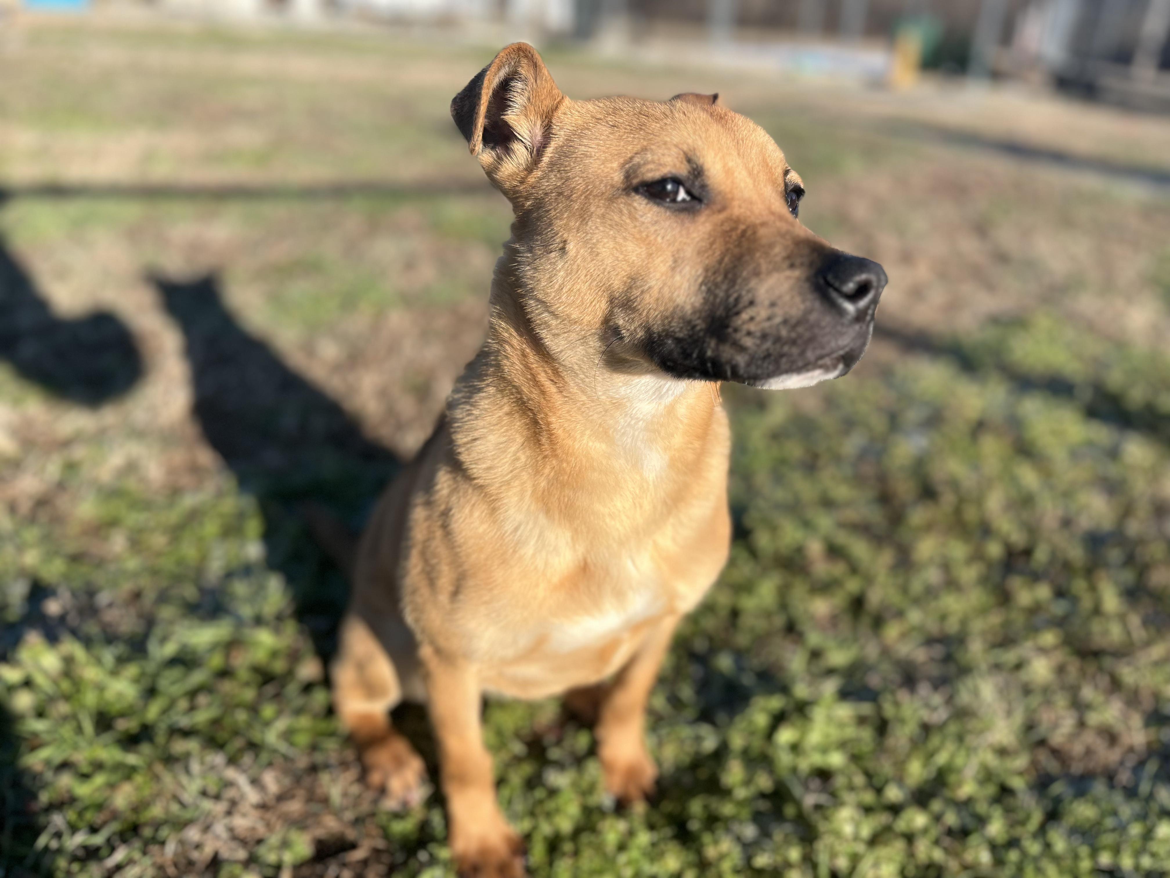 Enlarge LIAM, a ADOPTABLE mixed breed in Jackson, TN image 3/6