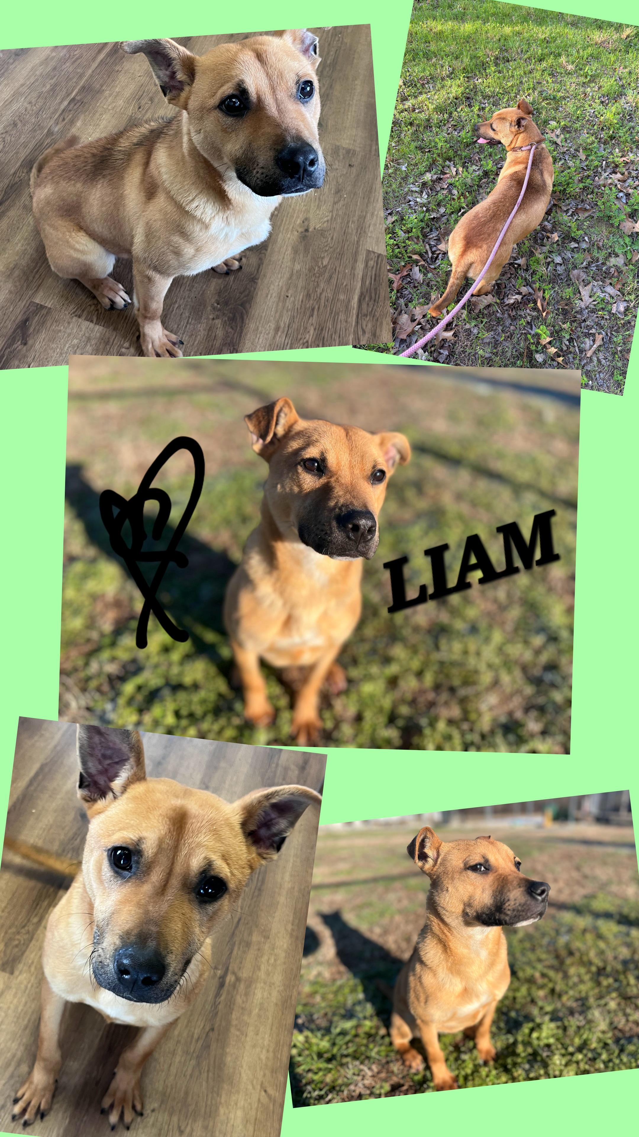 Enlarge LIAM, a ADOPTABLE mixed breed in Jackson, TN image 1/6