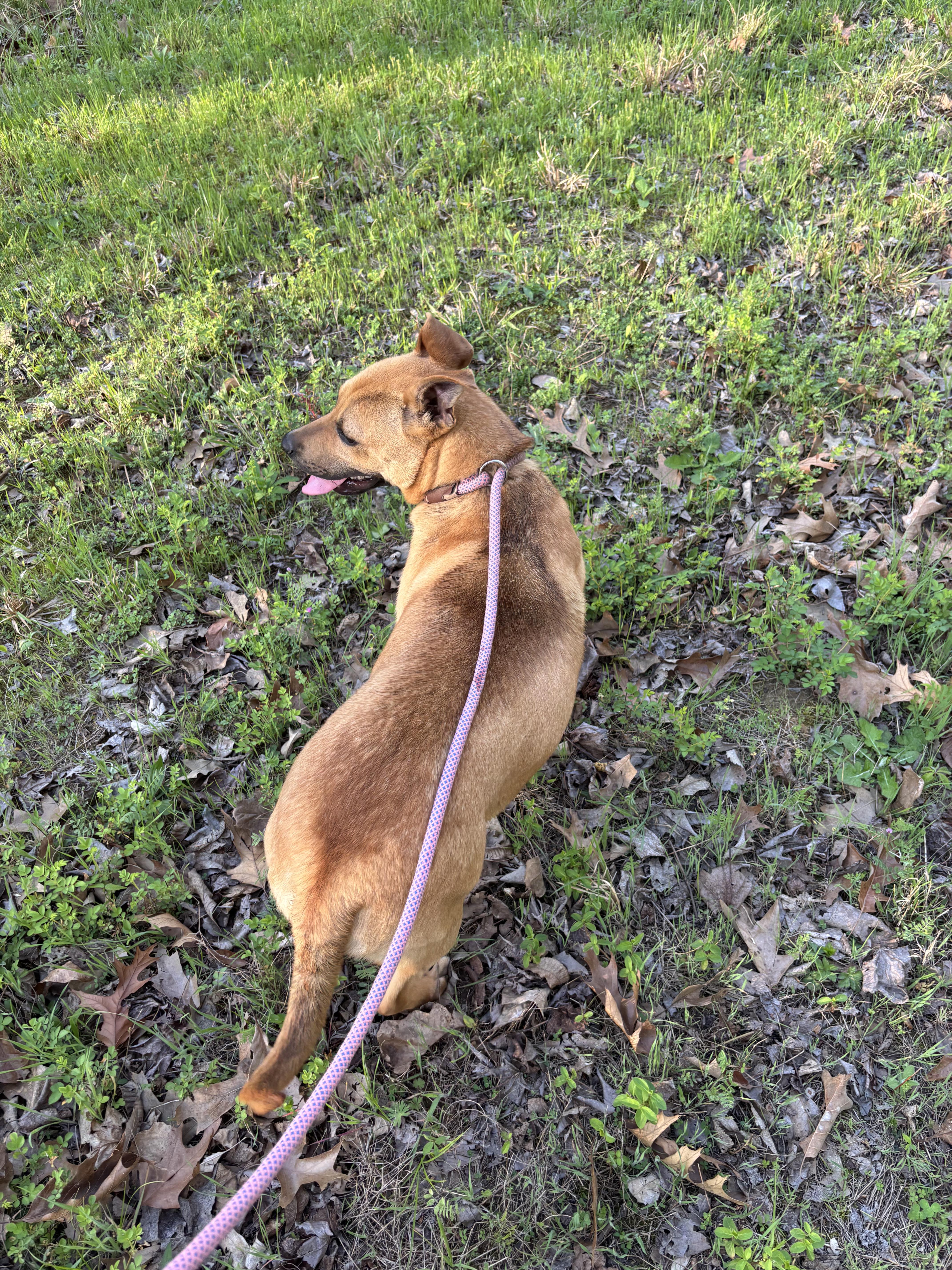 Enlarge LIAM, a ADOPTABLE mixed breed in Jackson, TN image 4/6