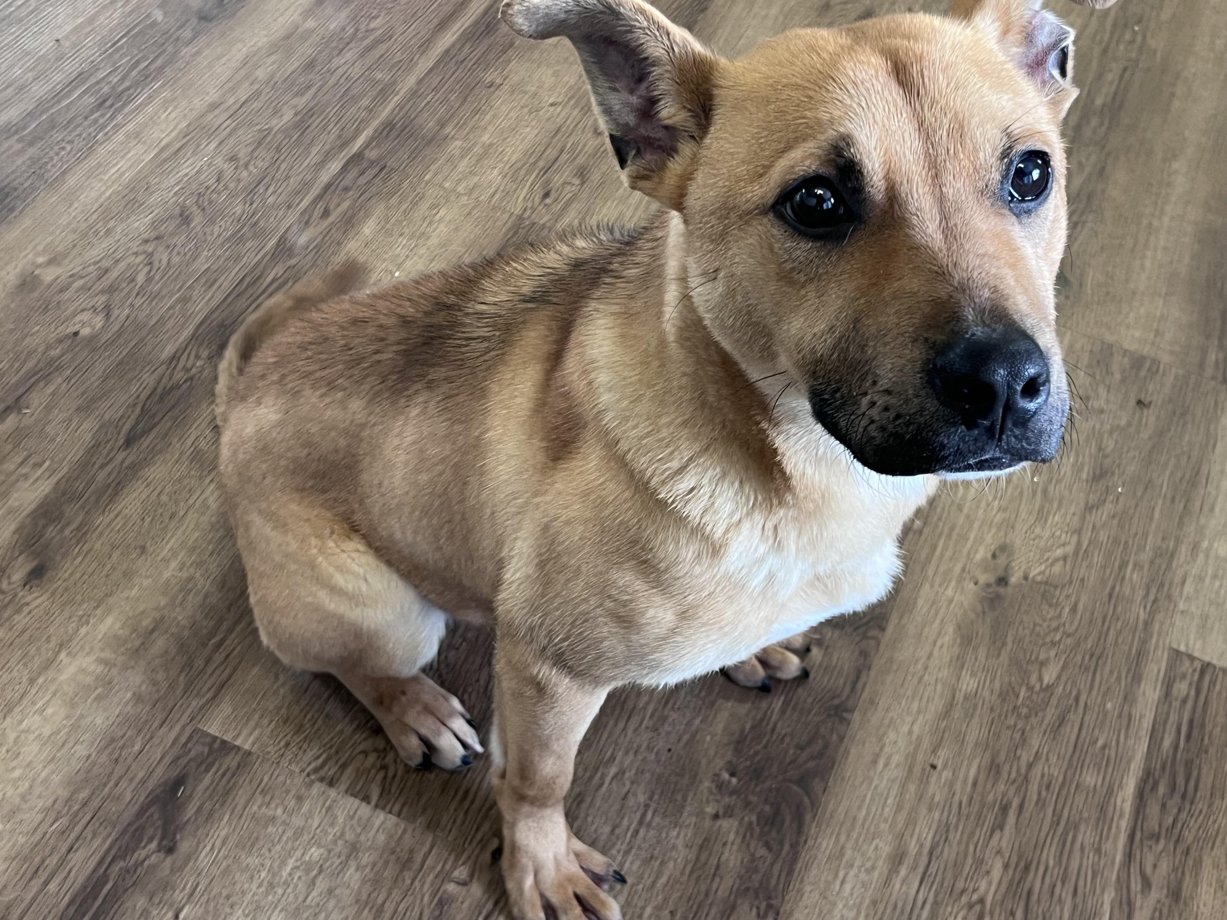 Enlarge LIAM, a ADOPTABLE mixed breed in Jackson, TN image 5/6