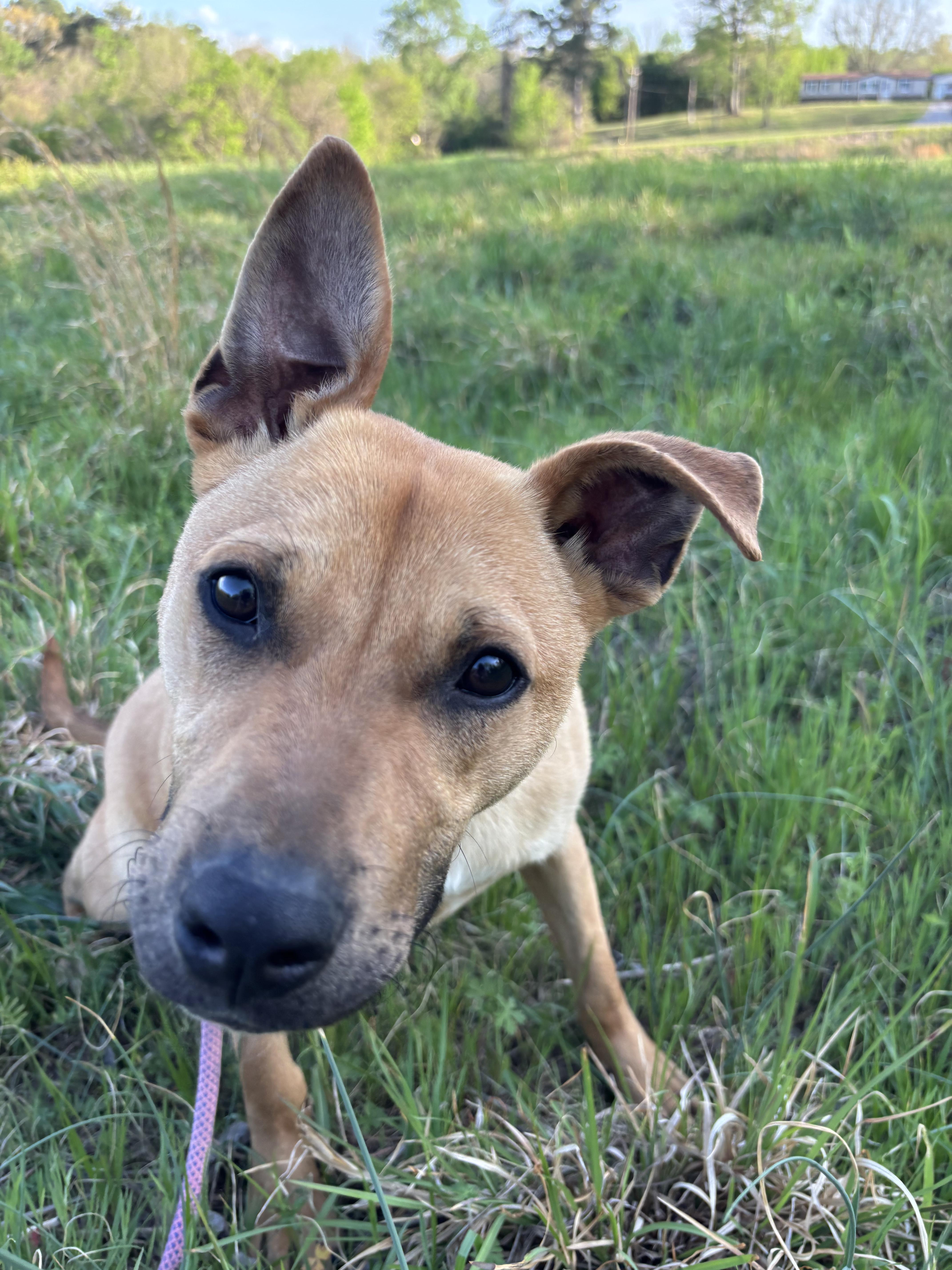 Enlarge LIAM, a ADOPTABLE mixed breed in Jackson, TN image 6/6