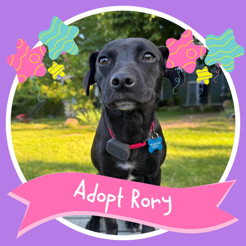 Enlarge Rory - In Training, a Adoptable mixed breed in Elkhart , IN image 1/6
