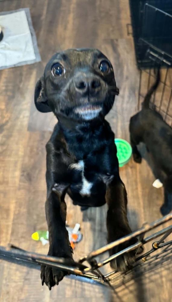Enlarge Rory - In Training, a Adoptable mixed breed in Elkhart , IN image 3/6