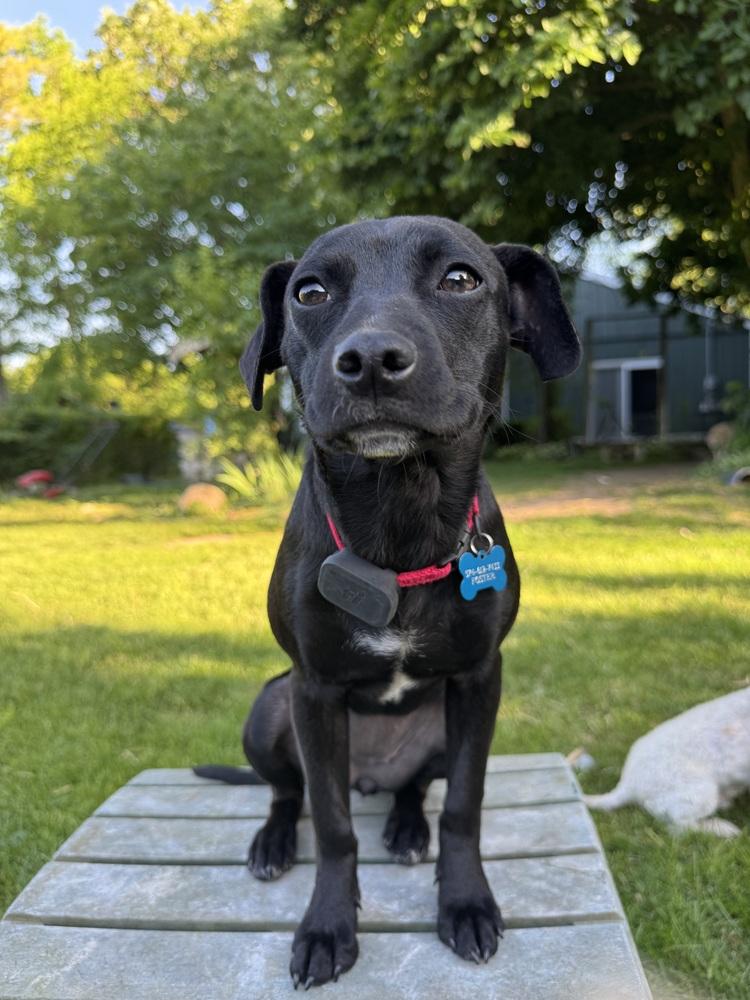 Enlarge Rory - In Training, a Adoptable mixed breed in Elkhart , IN image 4/6