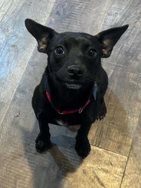 Enlarge Rory - In Training, a Adoptable mixed breed in Elkhart , IN image 5/6