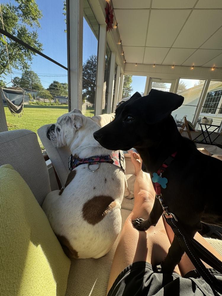 Enlarge Rory - In Training, a Adoptable mixed breed in Elkhart , IN image 6/6