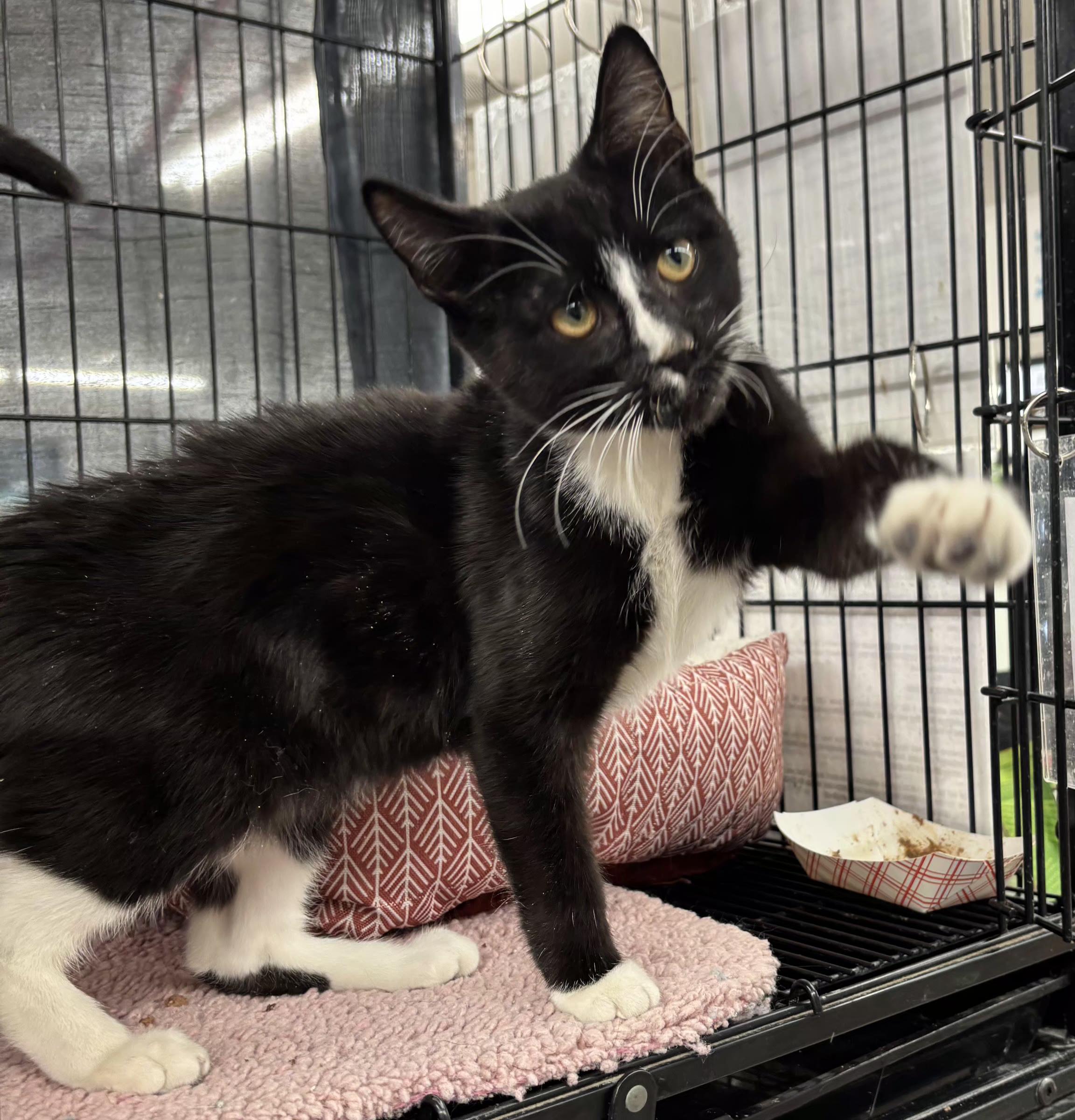 Enlarge Chip, an adopted Domestic Short Hair in Bear, DE image 1/1