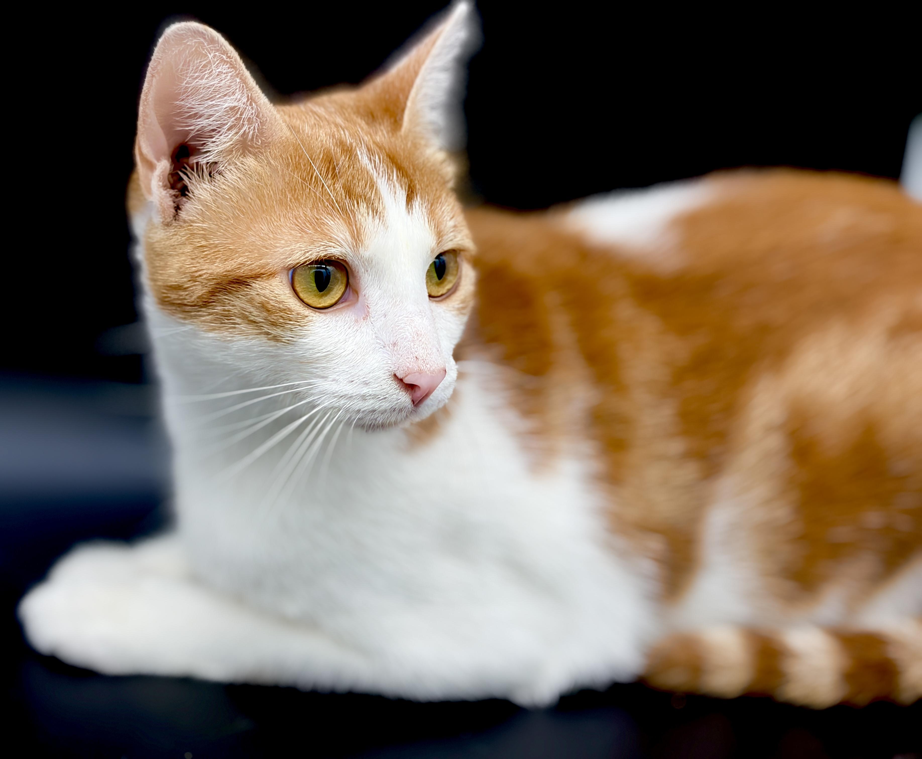 Enlarge Trudy, a Adoptable mixed breed in Bedminster, NJ image 5/6