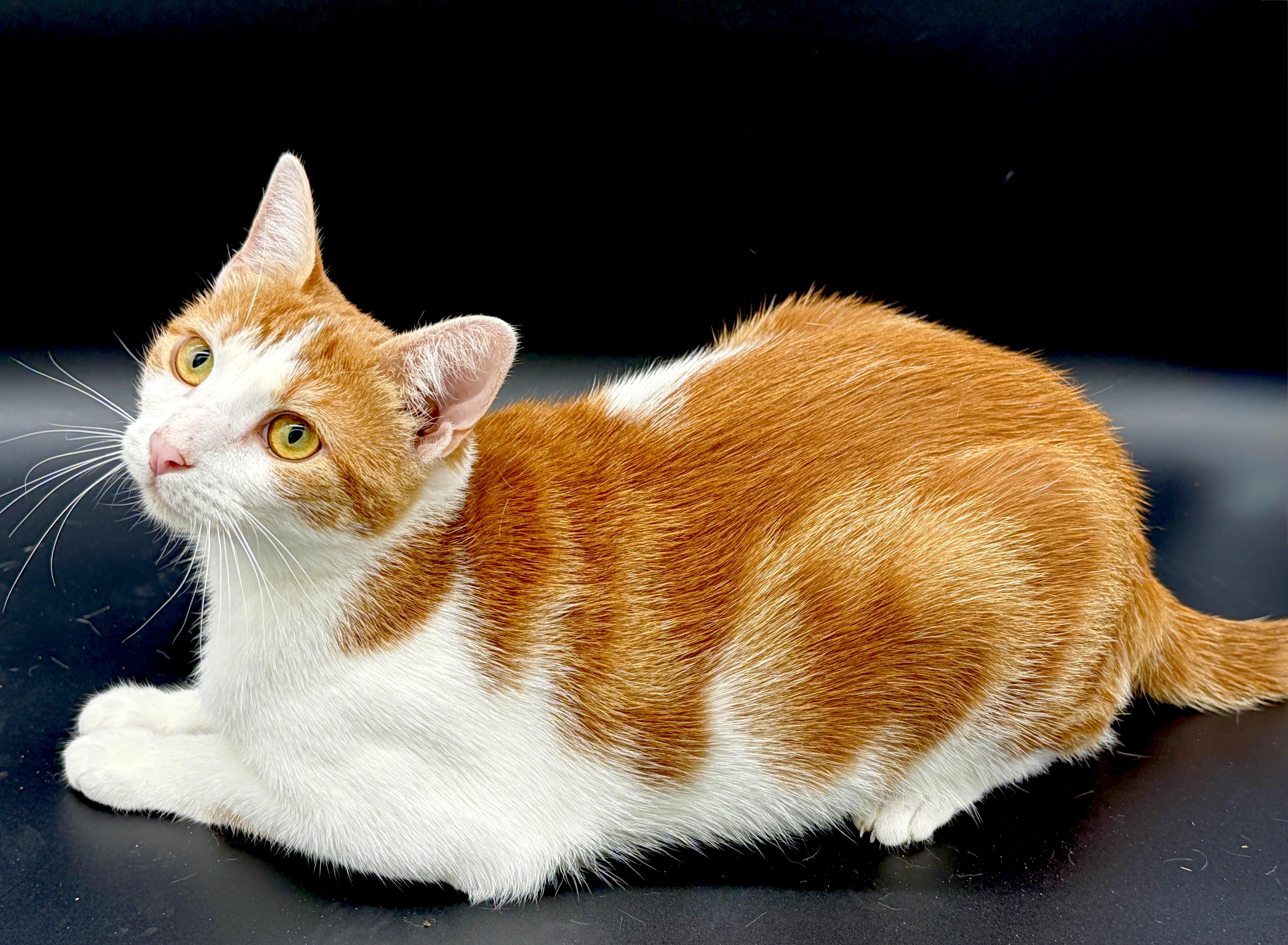 Enlarge Trudy, a Adoptable mixed breed in Bedminster, NJ image 1/6