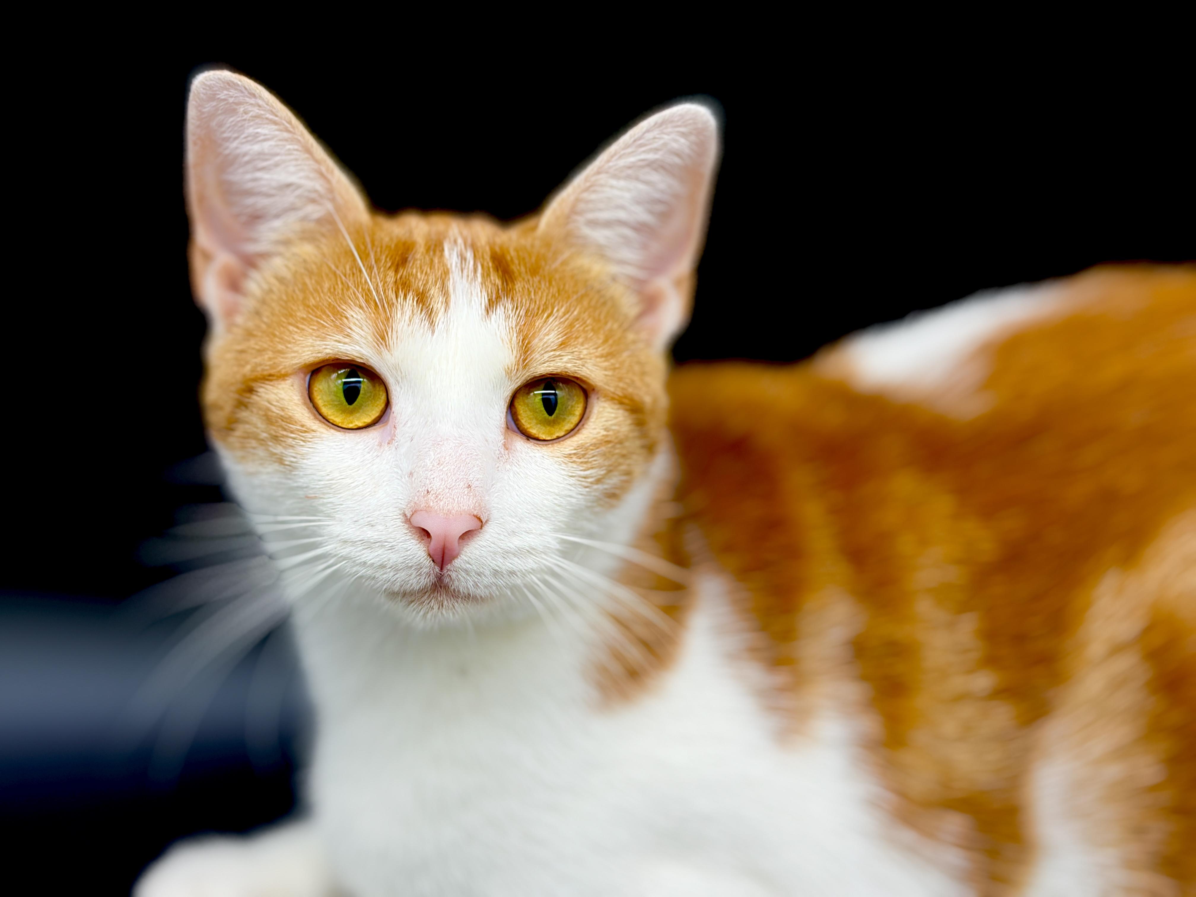 Enlarge Trudy, a Adoptable mixed breed in Bedminster, NJ image 2/6