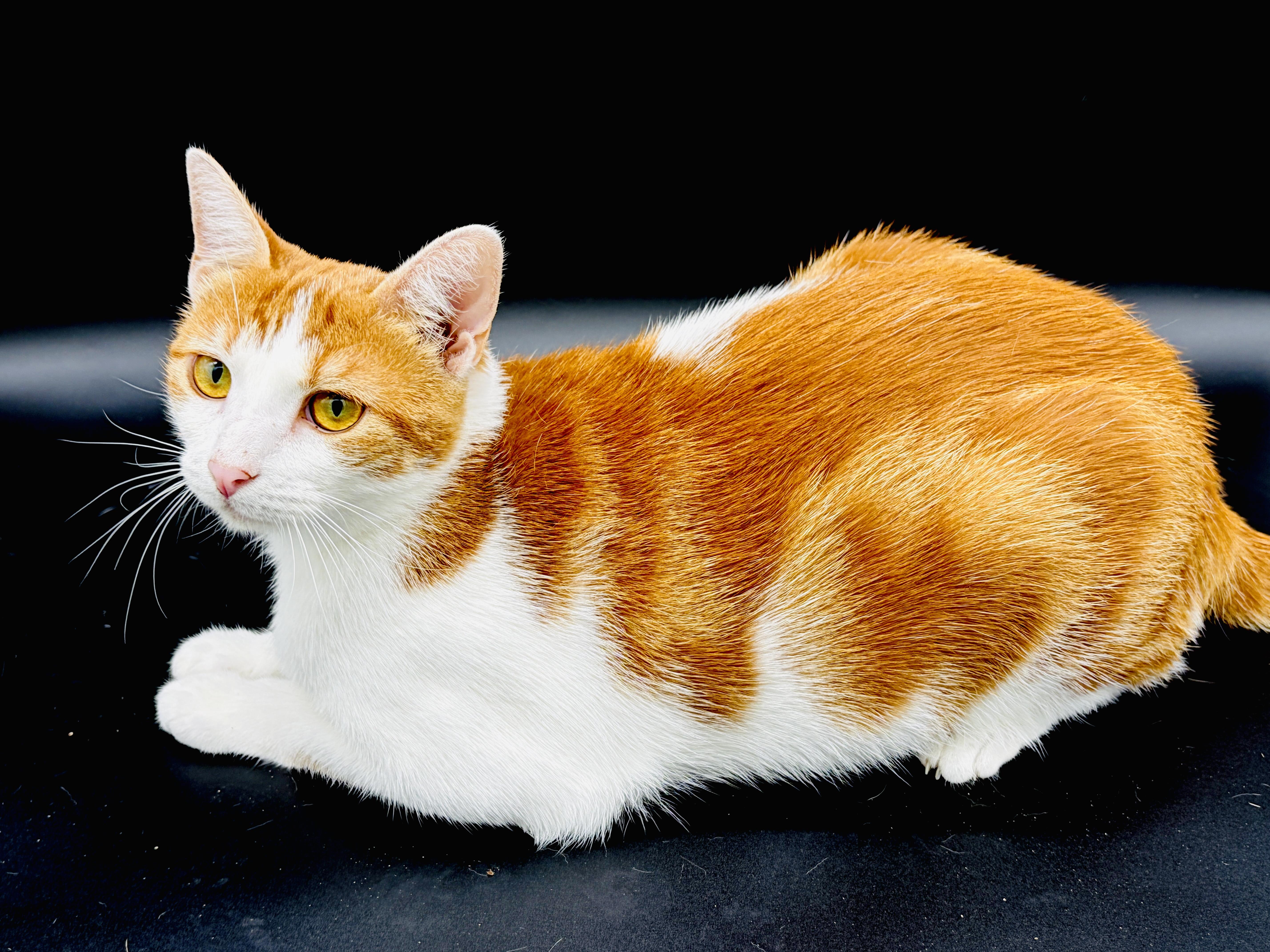 Enlarge Trudy, a Adoptable mixed breed in Bedminster, NJ image 6/6