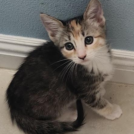 Enlarge Clover, a ADOPTABLE mixed breed in Mesquite, NV image 3/3