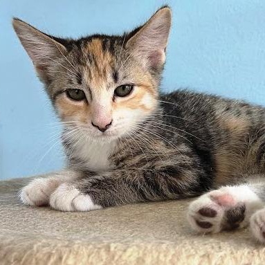 Enlarge Clover, a ADOPTABLE mixed breed in Mesquite, NV image 2/3