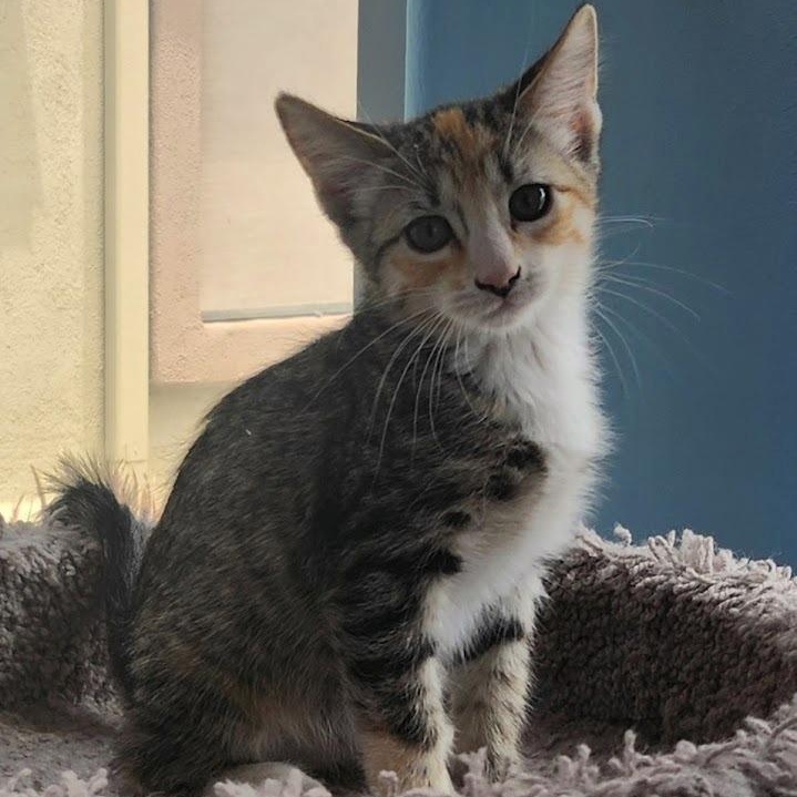 Clover, ADOPTABLE, Kitten Female Domestic Medium Hair.