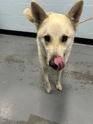 Enlarge Hero, a ADOPTABLE mixed breed in Sacramento, CA image 2/3