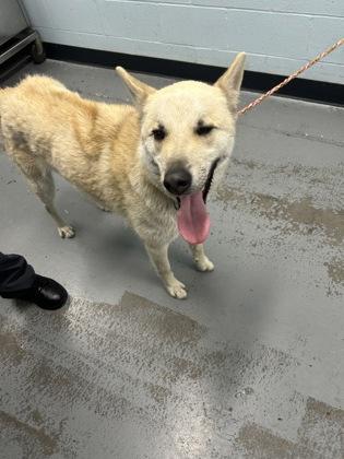 Enlarge Hero, a ADOPTABLE mixed breed in Sacramento, CA image 3/3