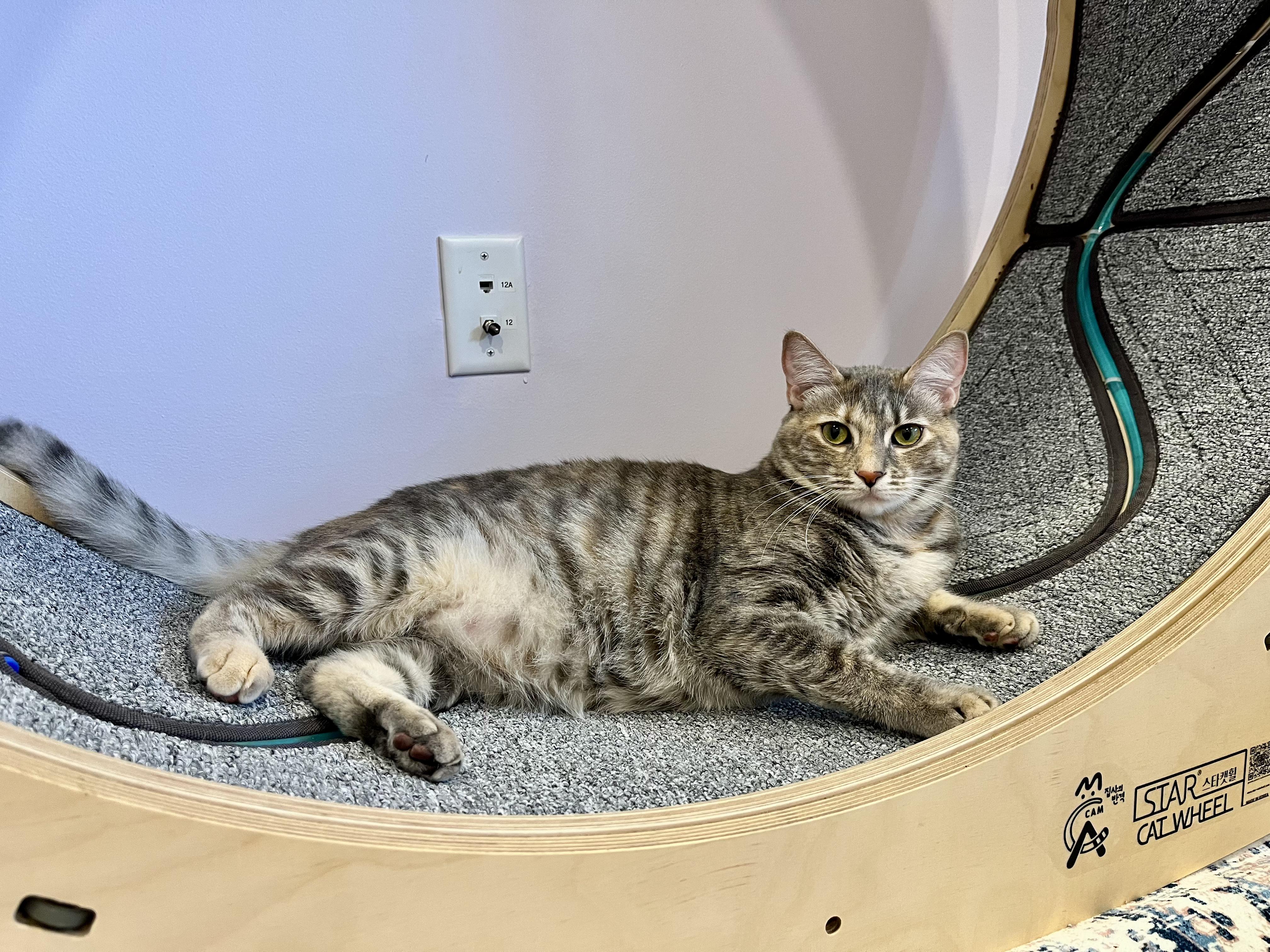 Hailey and Harper, a Adoptable mixed breed in Redwood City, CA image 3/6