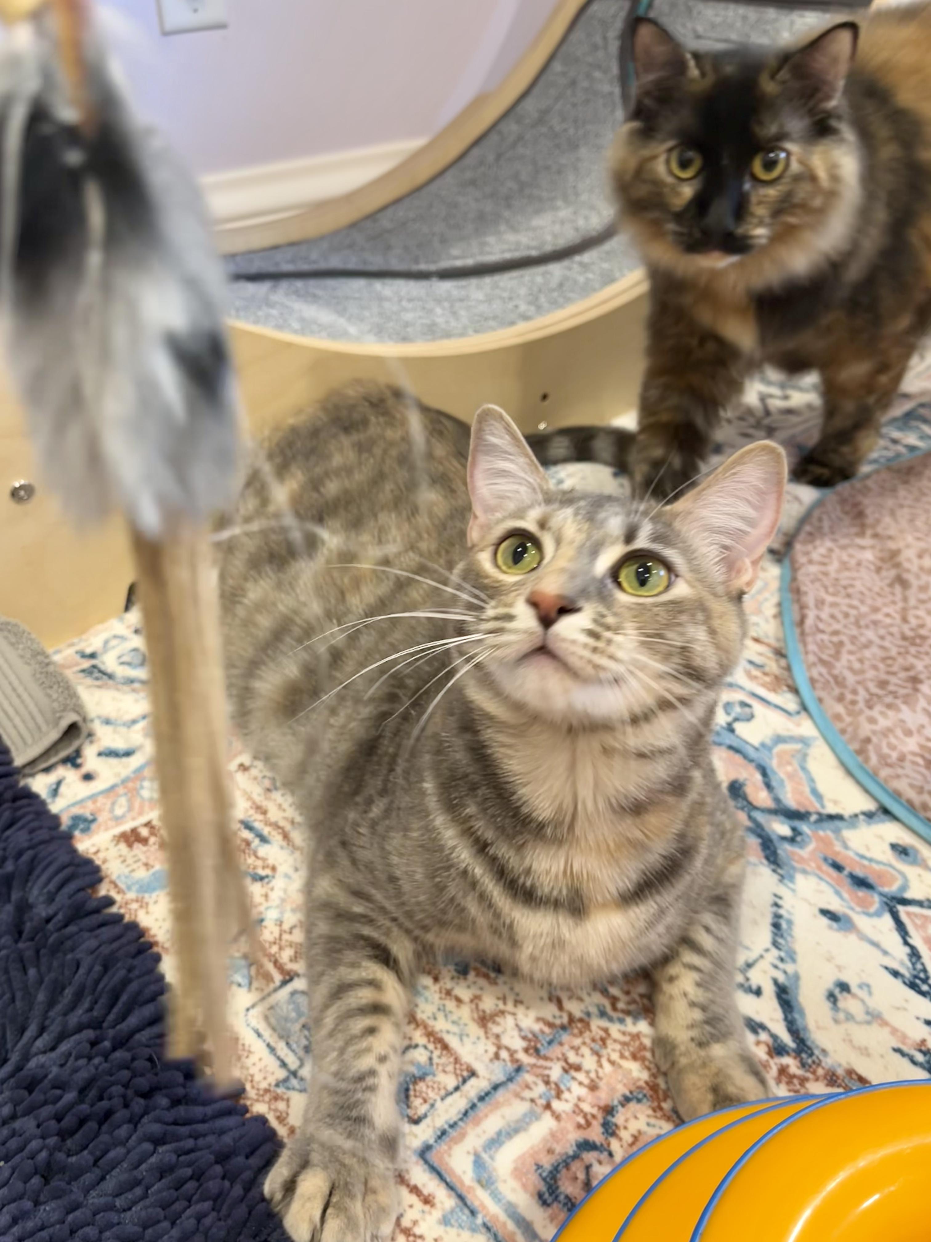 Hailey and Harper, a Adoptable mixed breed in Redwood City, CA image 6/6