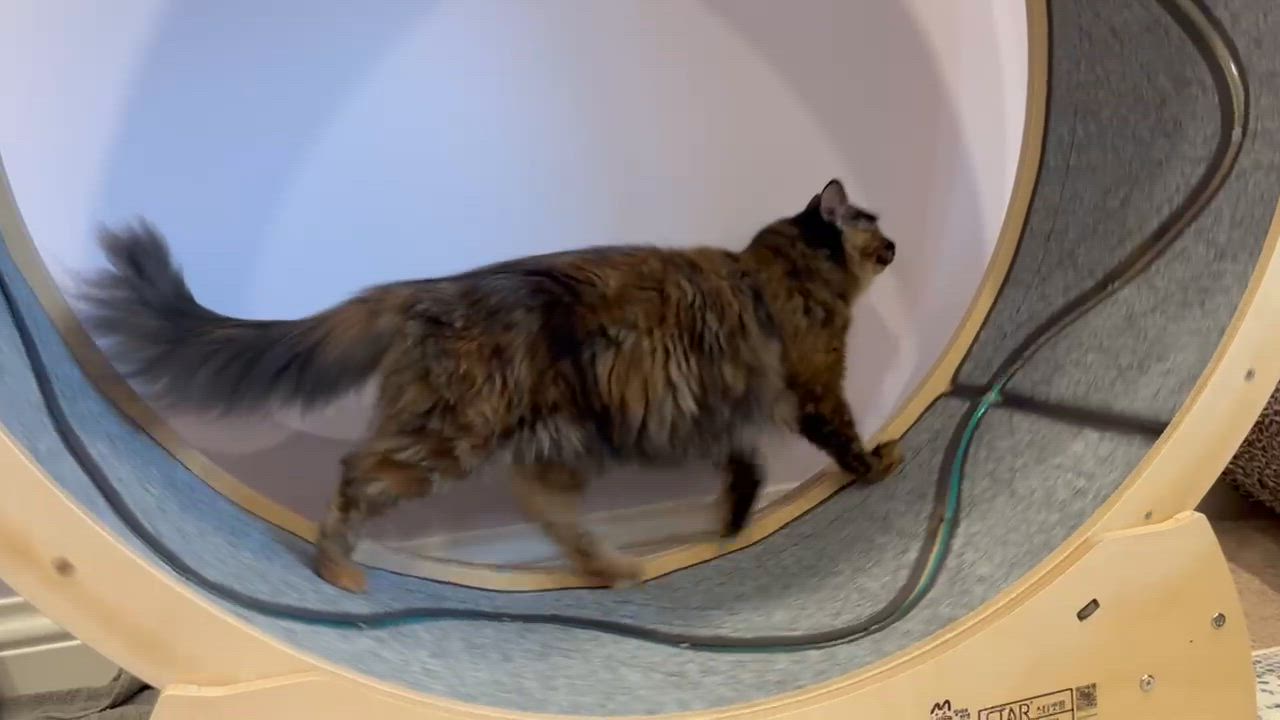 Enlarge Hailey and Harper, a Adoptable mixed breed in Redwood City, CA video 4/6