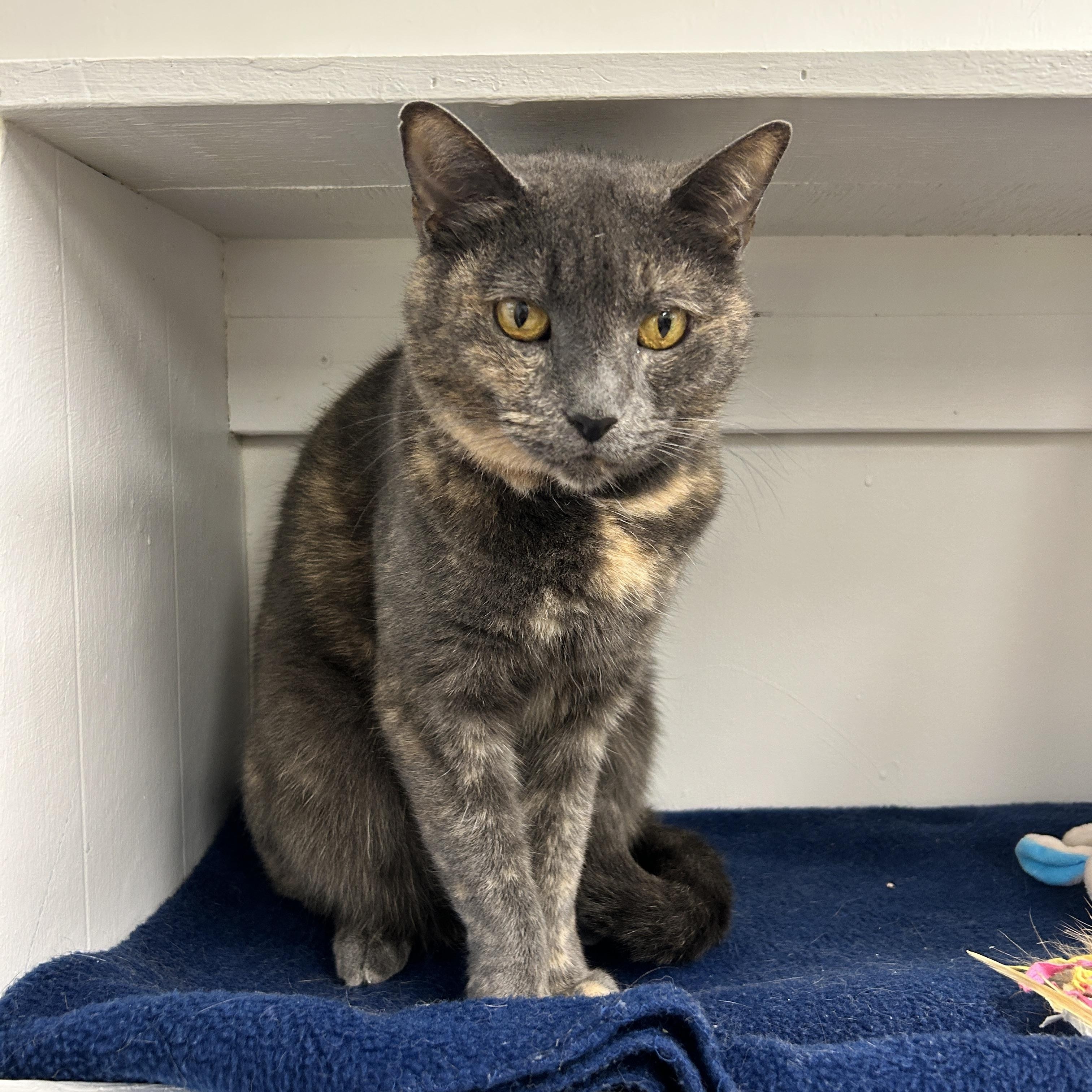 Enlarge Grilled Cheese, a Adoptable Domestic Short Hair in Maple Ridge, BC image 2/6