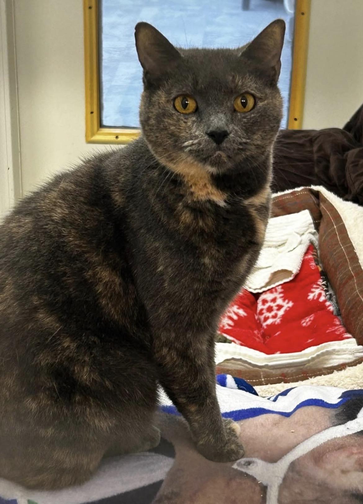Grilled Cheese, Adoptable, Adult Female Domestic Short Hair.