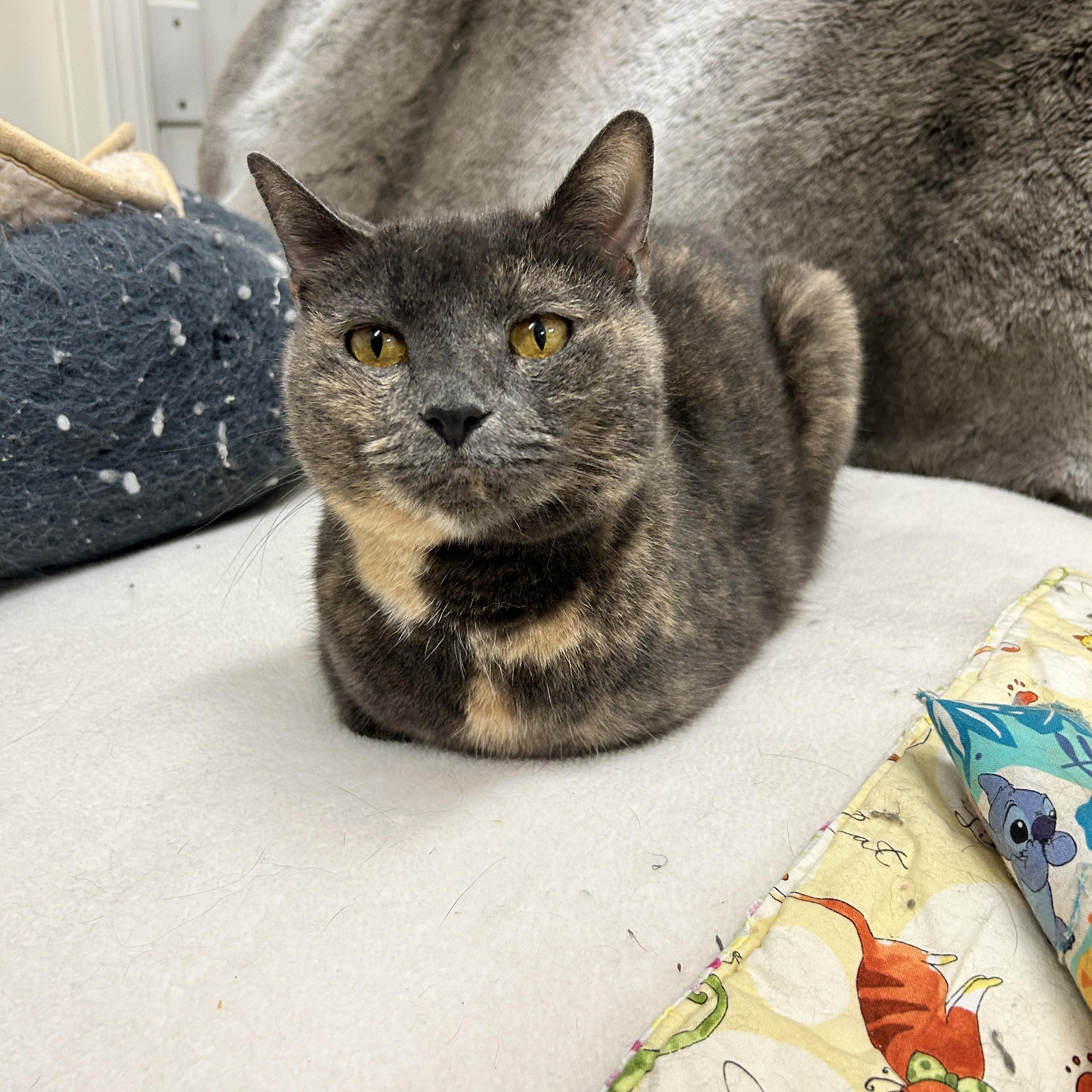 Enlarge Grilled Cheese, a Adoptable Domestic Short Hair in Maple Ridge, BC image 3/6