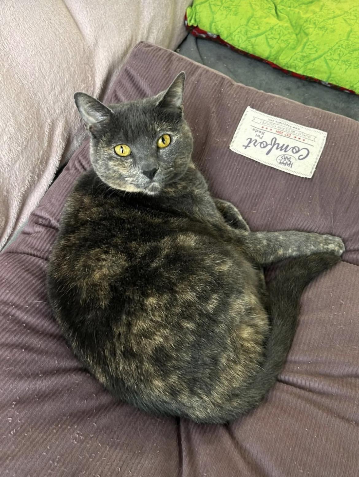 Enlarge Grilled Cheese, a Adoptable Domestic Short Hair in Maple Ridge, BC image 1/6