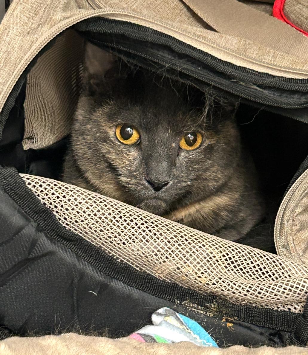 Enlarge Grilled Cheese, a Adoptable Domestic Short Hair in Maple Ridge, BC image 6/6