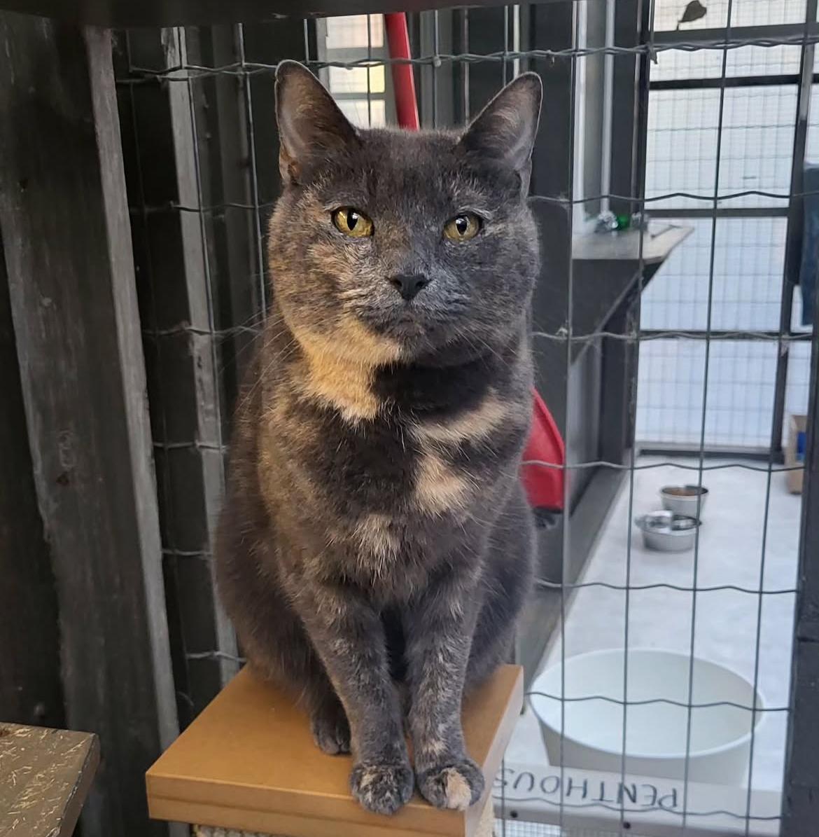 Enlarge Grilled Cheese, a Adoptable Domestic Short Hair in Maple Ridge, BC image 4/6