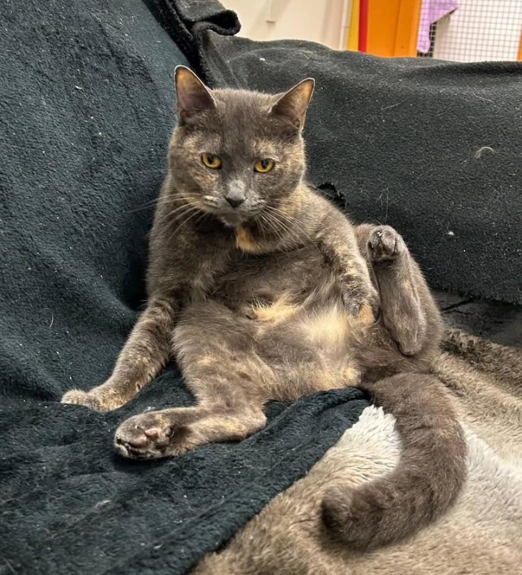 Enlarge Grilled Cheese, a Adoptable Domestic Short Hair in Maple Ridge, BC image 5/6