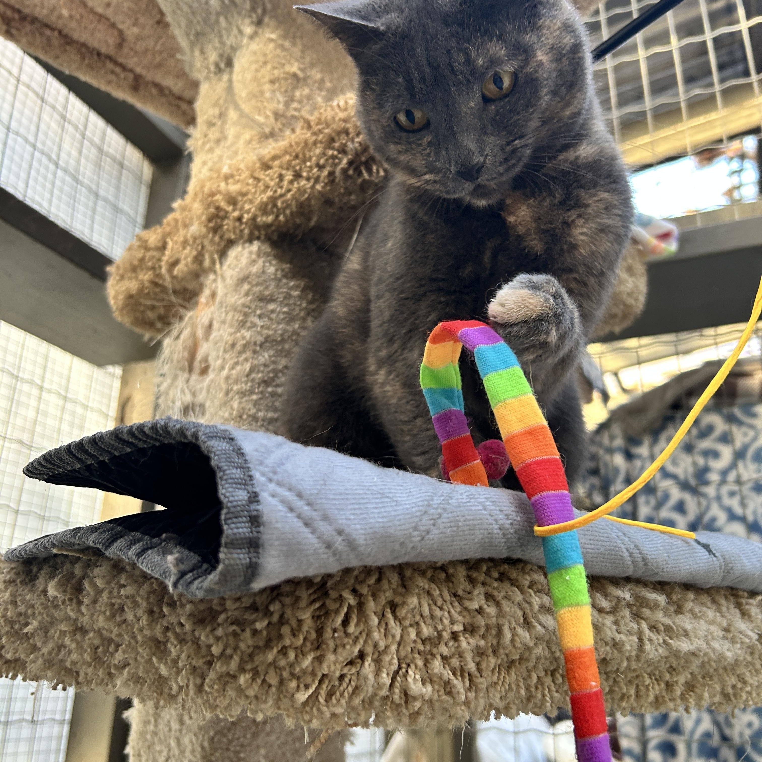 Enlarge Grilled Cheese, a Adoptable Domestic Short Hair in Maple Ridge, BC image 2/6