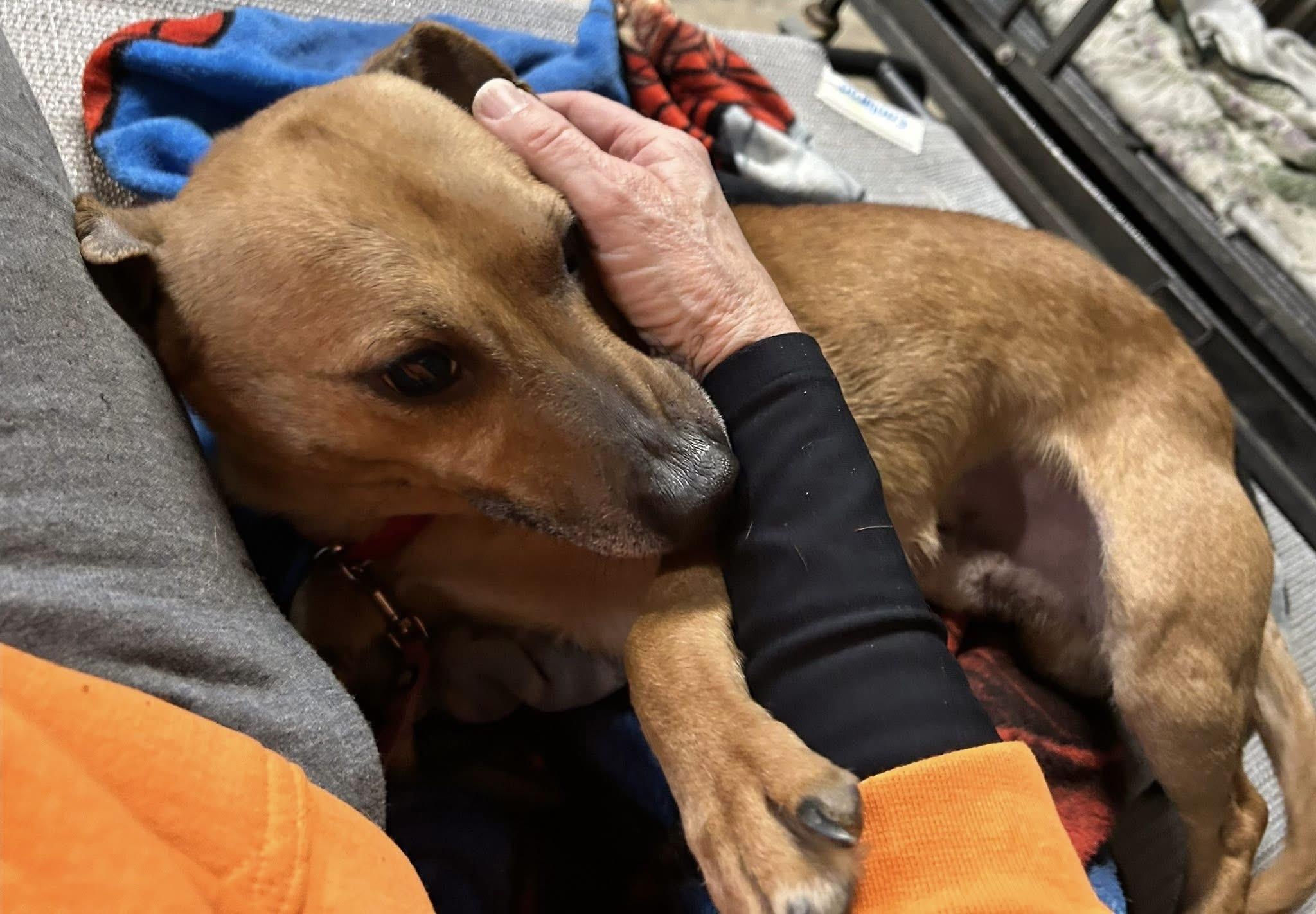Enlarge Abel, a Adoptable mixed breed in Stahlstown, PA image 1/6