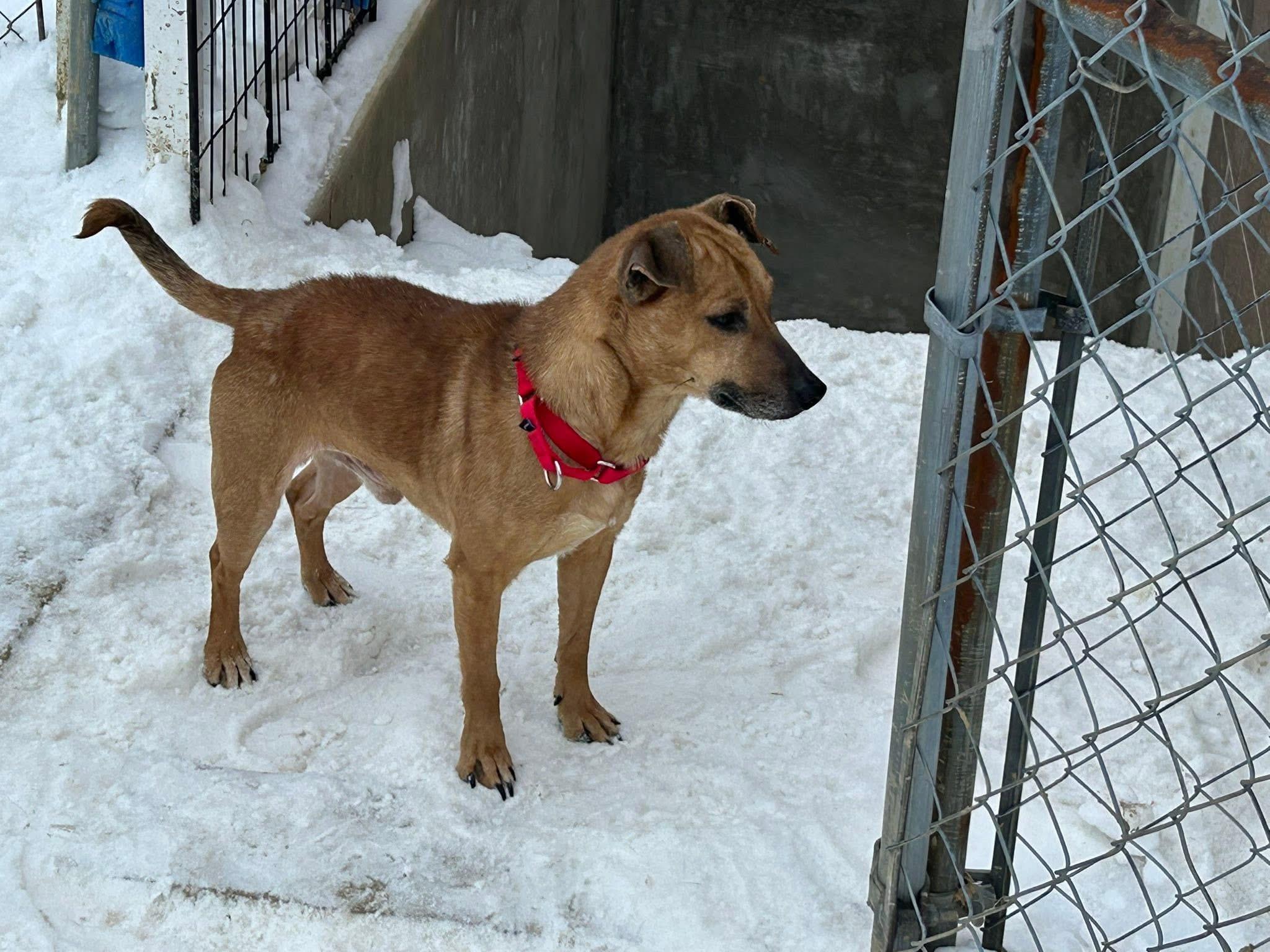 Enlarge Abel, a Adoptable mixed breed in Stahlstown, PA image 2/6