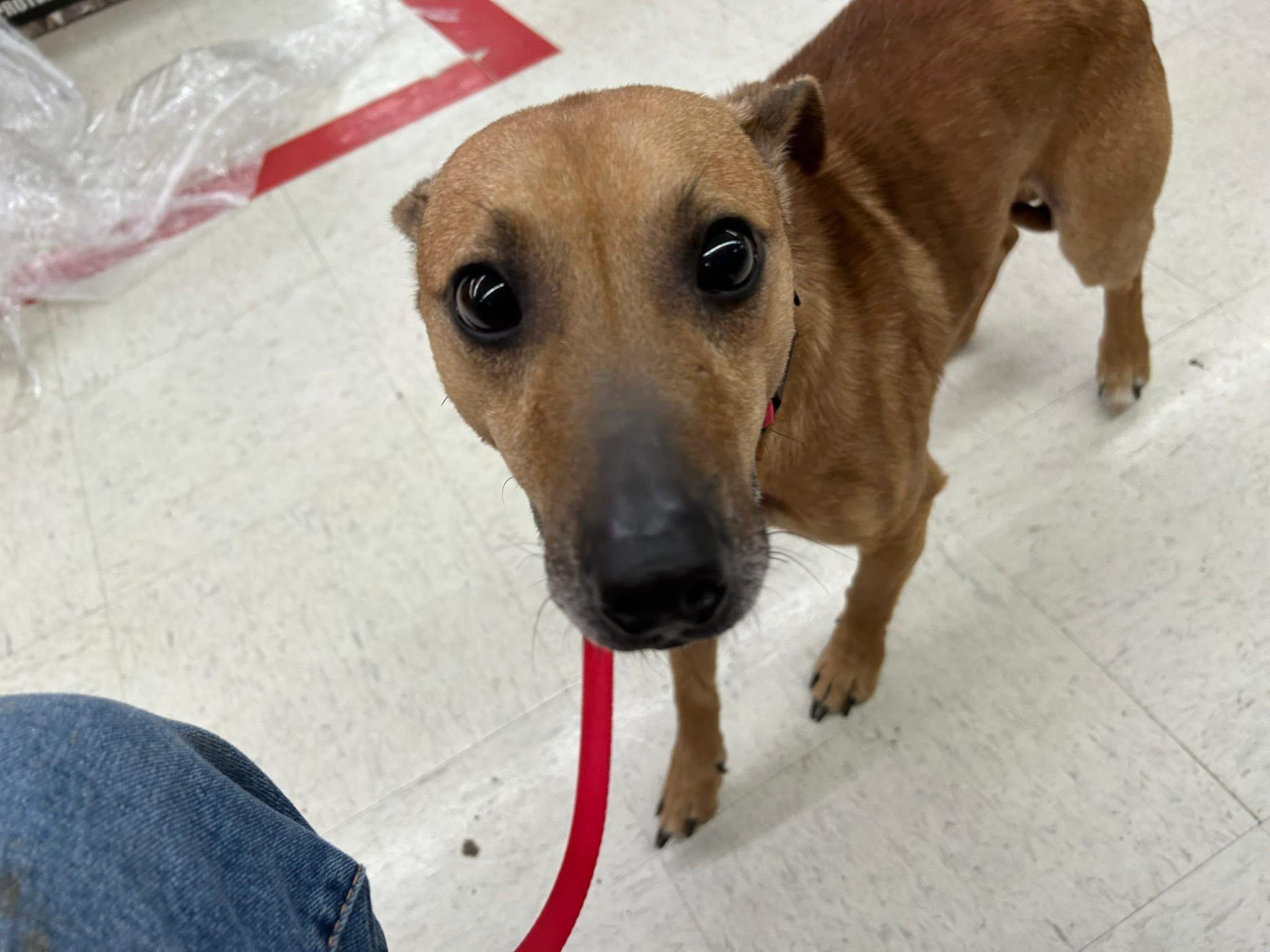 Enlarge Abel, a Adoptable mixed breed in Stahlstown, PA image 3/6
