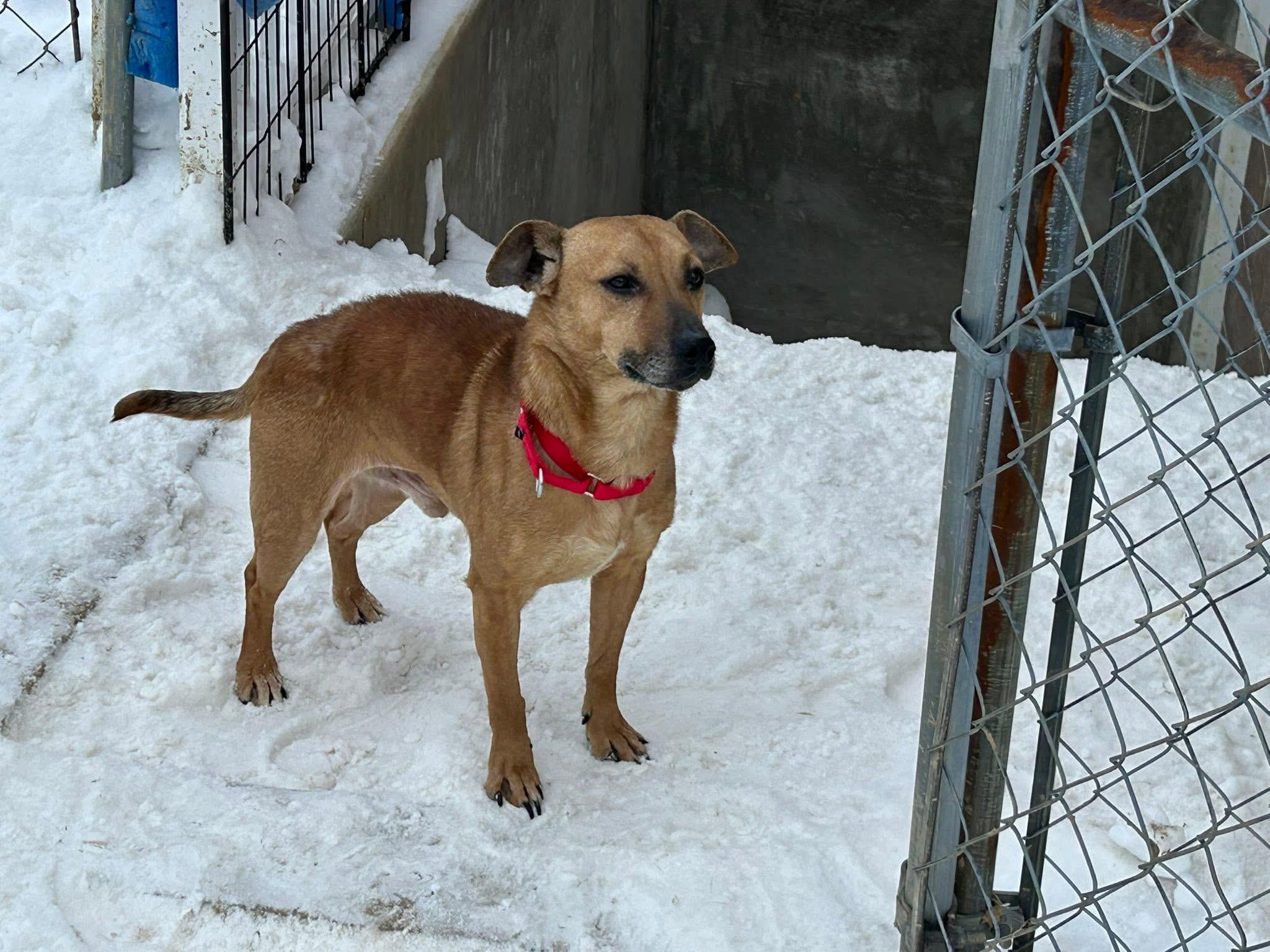 Enlarge Abel, a Adoptable mixed breed in Stahlstown, PA image 4/6