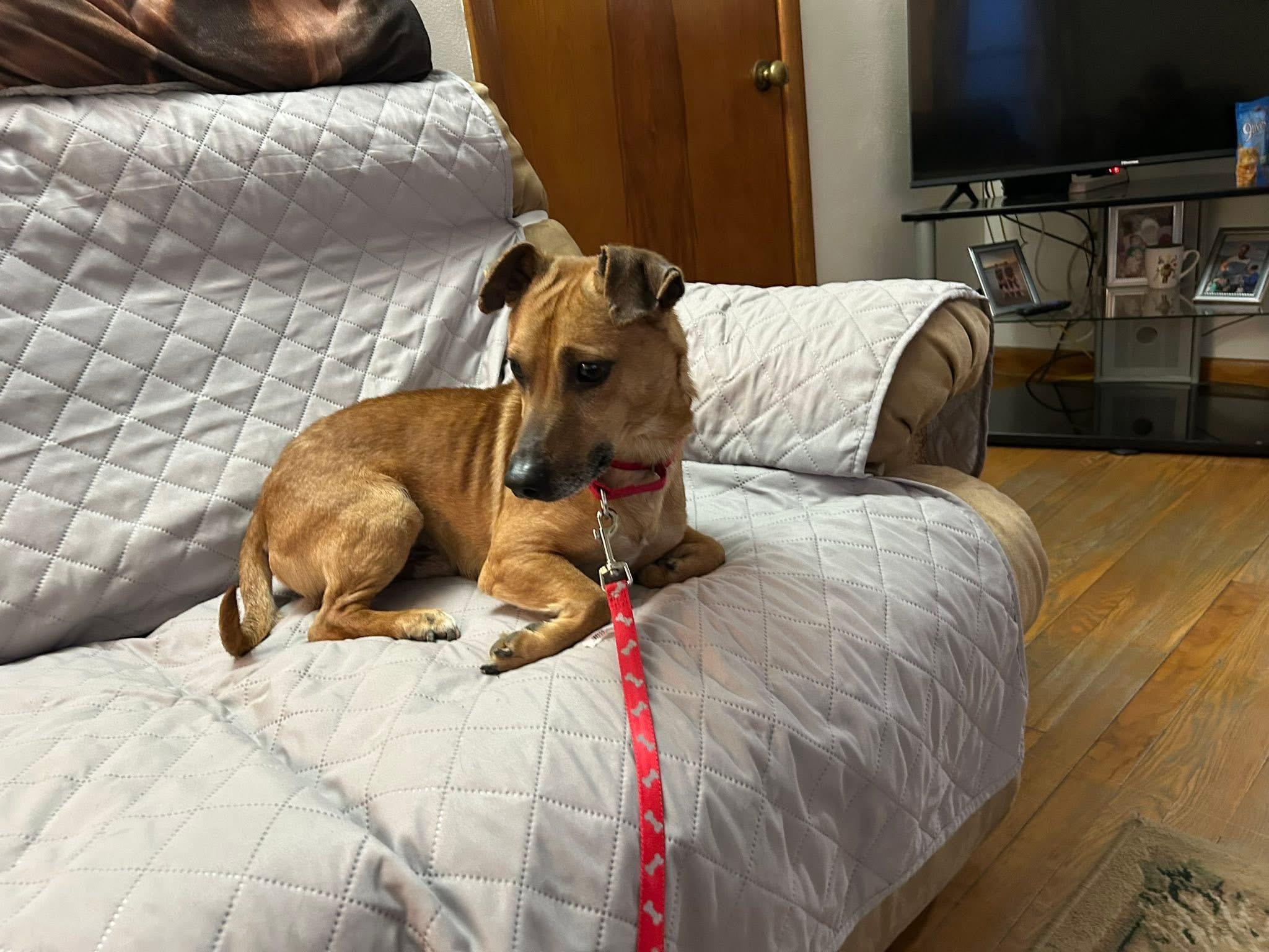 Abel — thumbnail 5