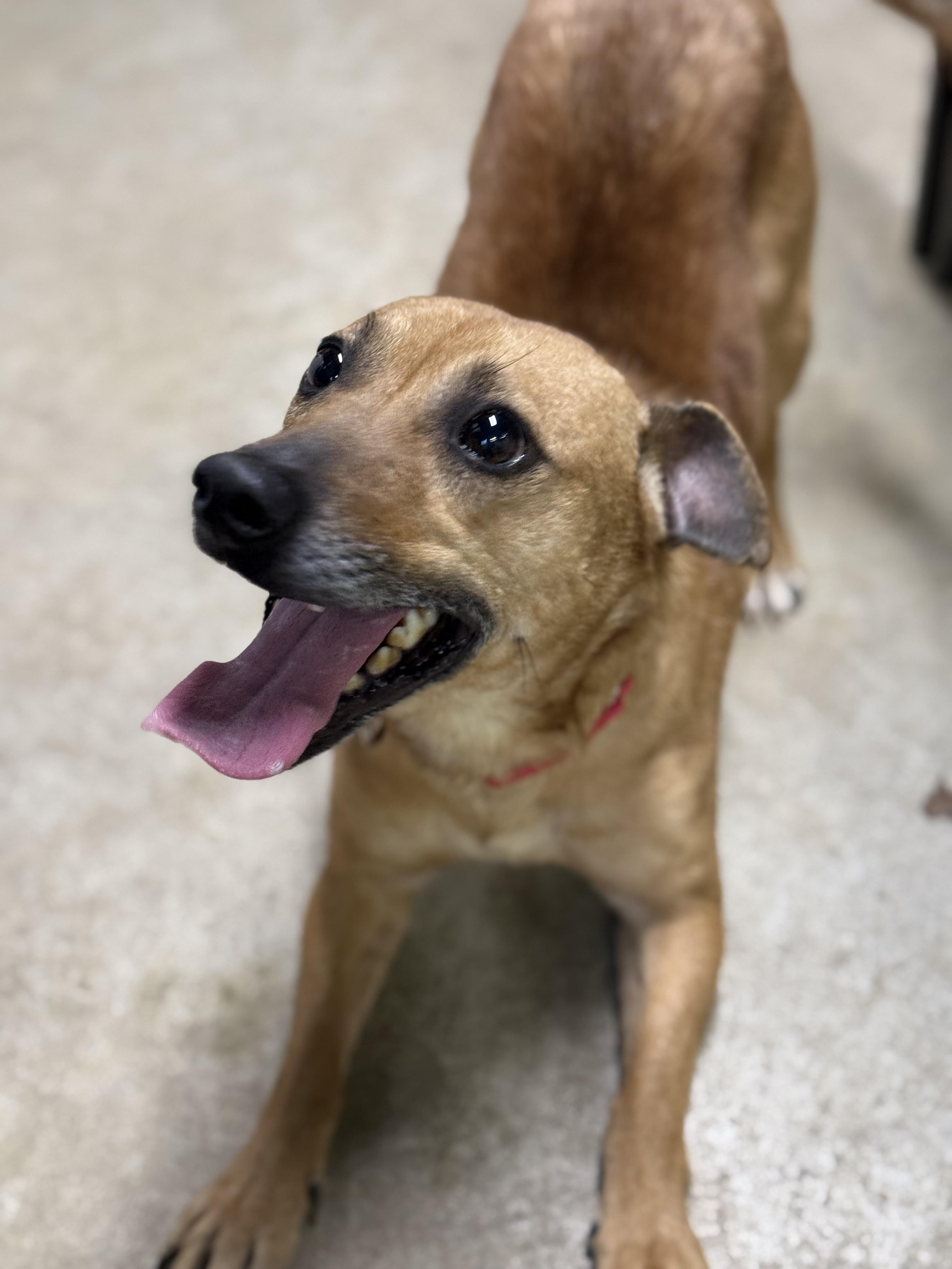 Enlarge Abel, a Adoptable mixed breed in Stahlstown, PA image 5/6