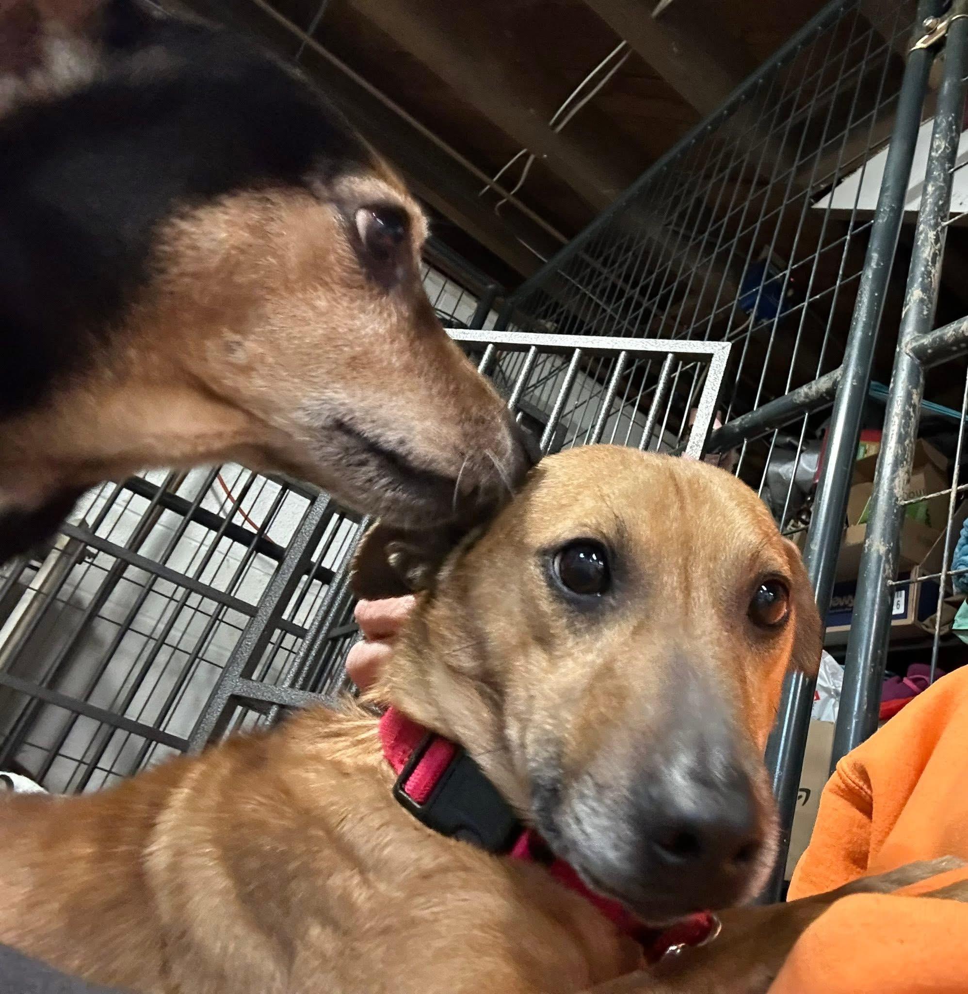 Enlarge Abel, a Adoptable mixed breed in Stahlstown, PA image 6/6