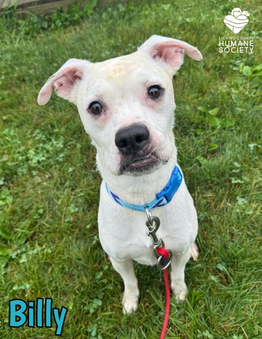 Billy, Adult Male Boxer