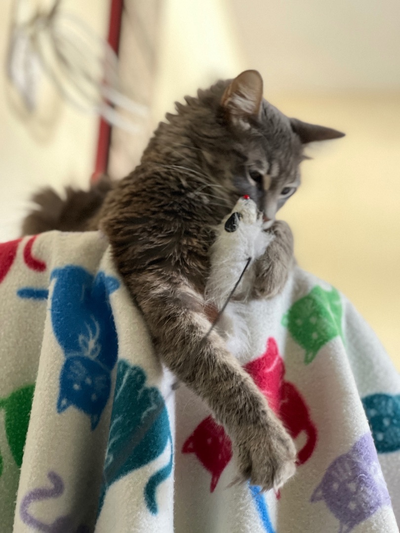 Sophie & Cookie - Bonded Pair