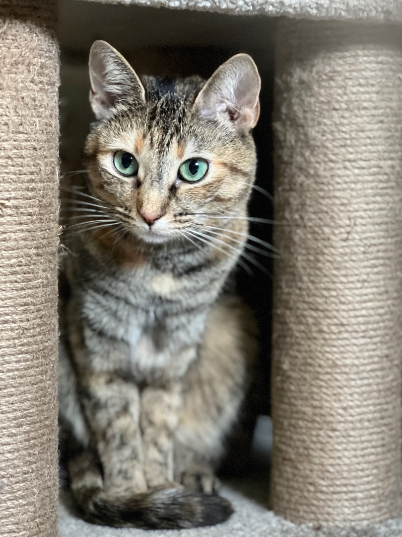 Sophie & Cookie - Bonded Pair