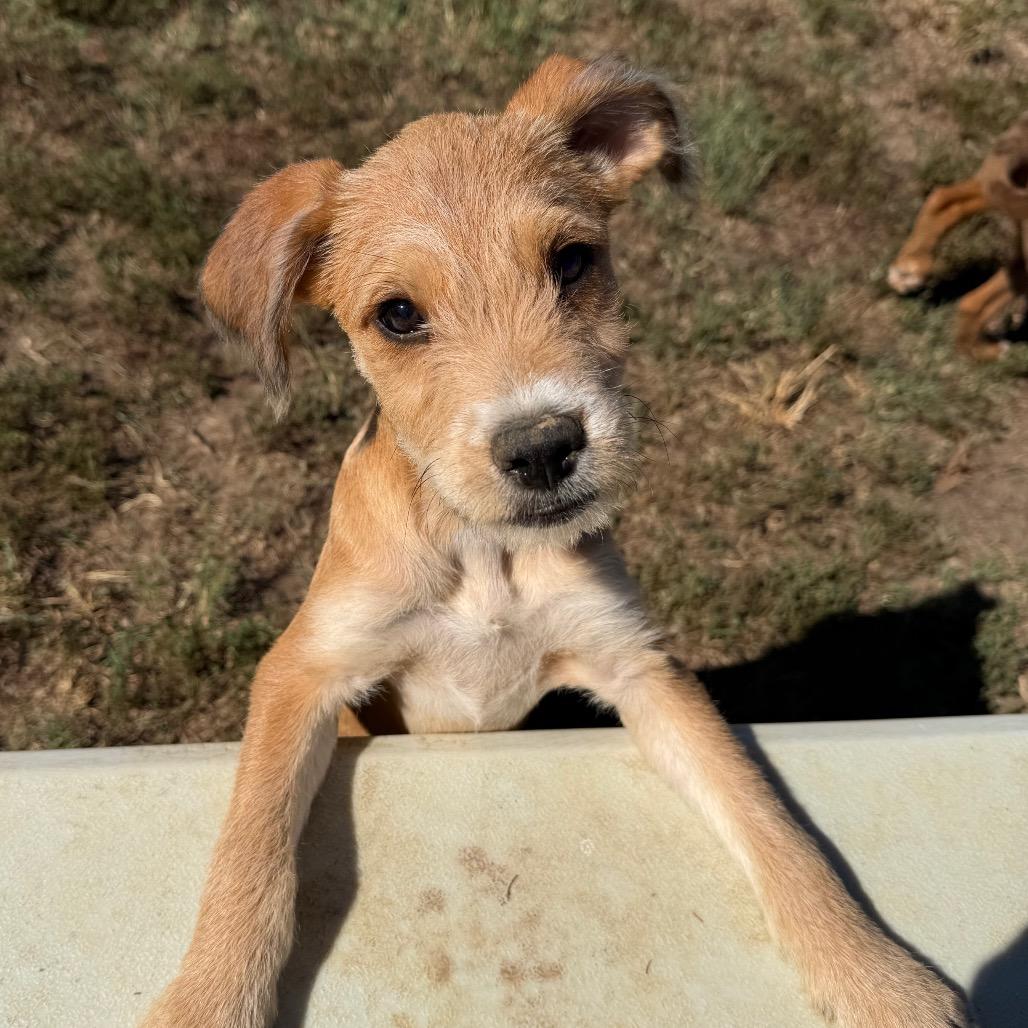 Enlarge Punky in NH. Come Meet our Adoptable Dogs Wednesday-Saturday. More info in Bio, a Adoptable mixed breed in Manchester, NH image 4/4