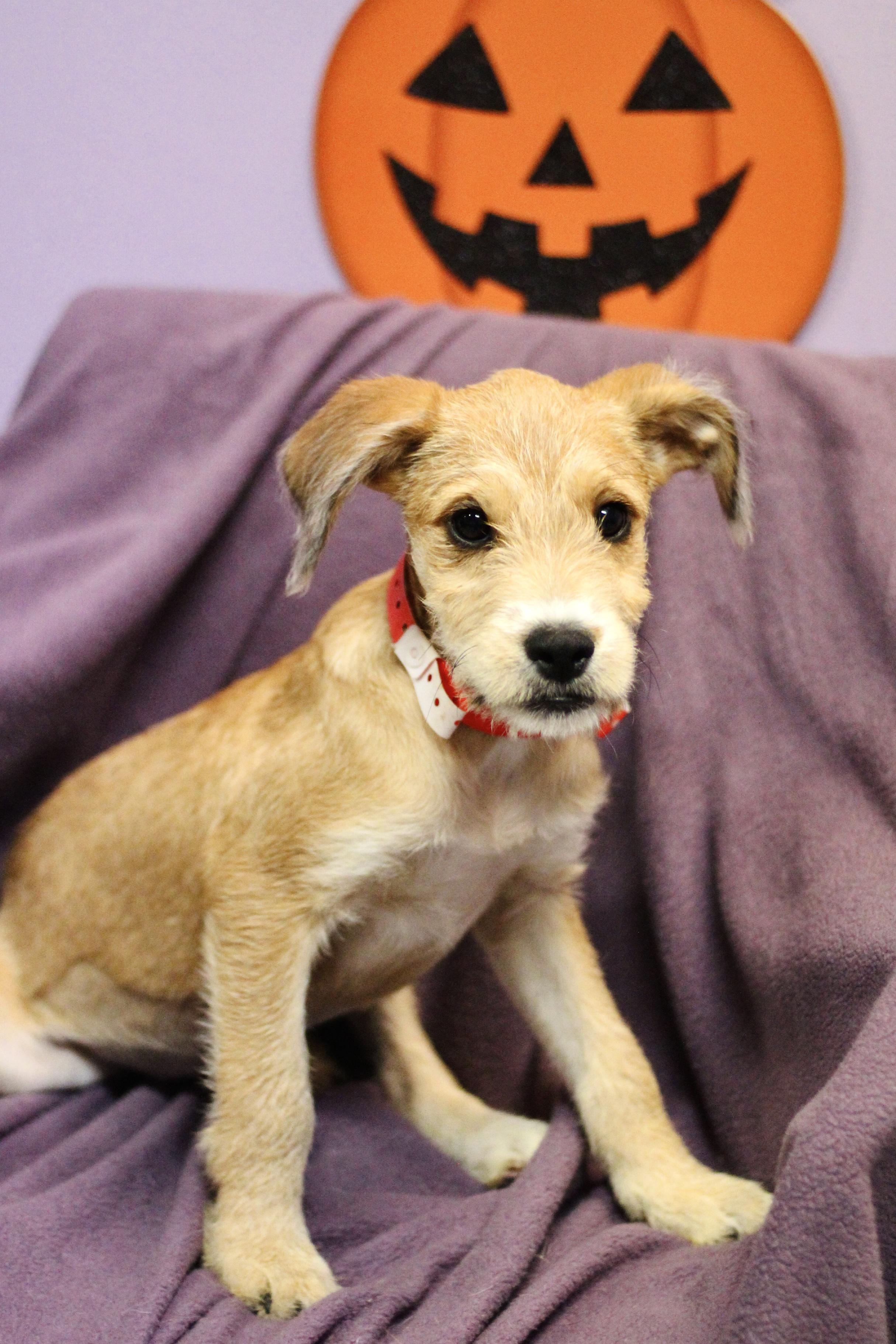 Enlarge Punky in NH. Come Meet our Adoptable Dogs Wednesday-Saturday. More info in Bio, a Adoptable mixed breed in Manchester, NH image 3/4