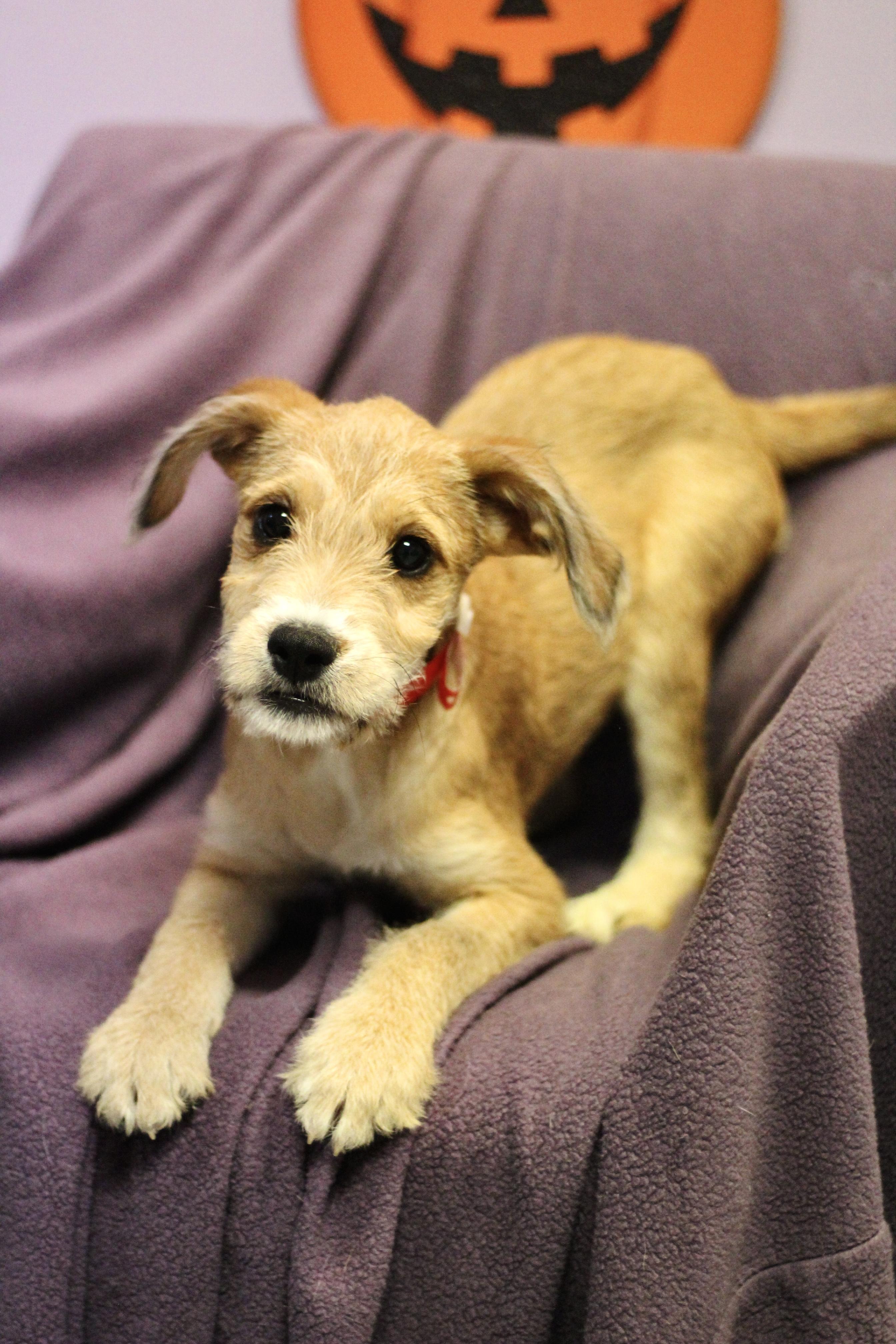 Enlarge Punky in NH. Come Meet our Adoptable Dogs Wednesday-Saturday. More info in Bio, a Adoptable mixed breed in Manchester, NH image 2/4