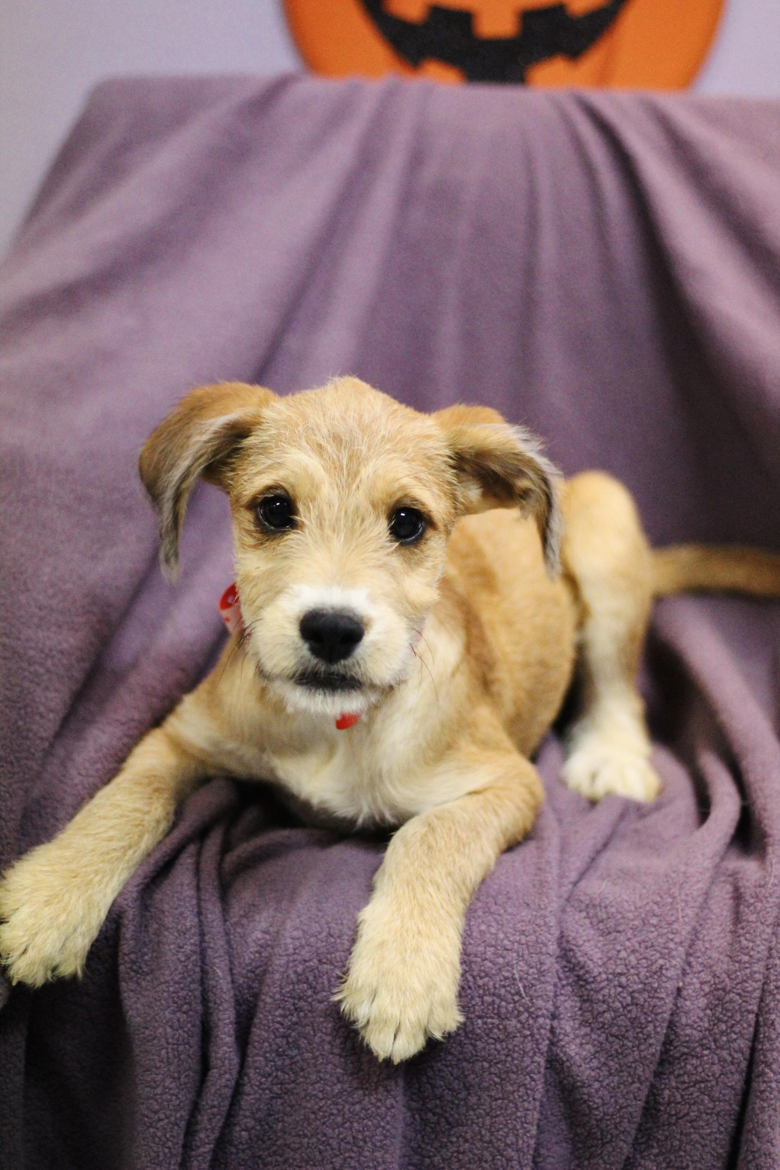 Punky in NH. Come Meet our Adoptable Dogs Wednesday-Saturday. More info in Bio, Adoptable, Puppy Female Terrier.