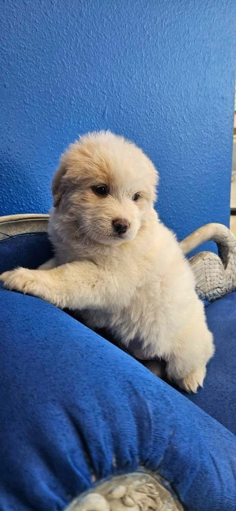 Amore, Adoptable, Puppy Female Poodle & Great Pyrenees.