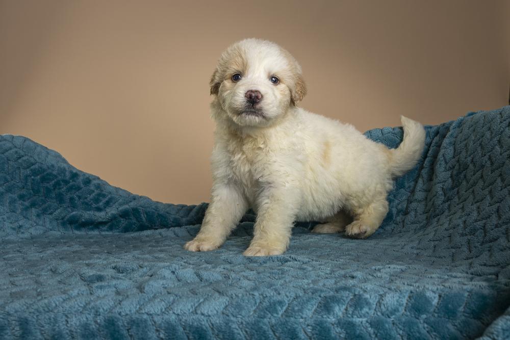 Amore, Adoptable, Puppy Female Poodle & Great Pyrenees.