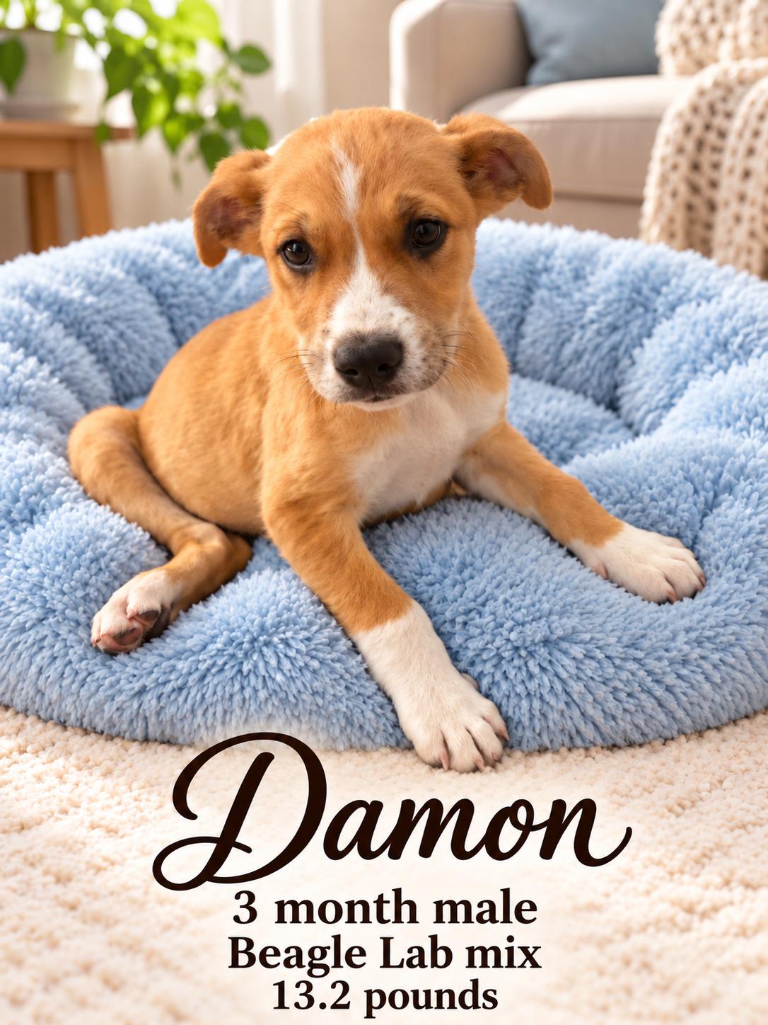 DAMON - 3 MONTH MALE BEAGLE/LABRADOR MIX - PETCO, 5011 E. RAY ROAD, PHX 85044 ON SATURDAY 10/17, Adopted, Puppy Male Beagle & Labrador Retriever.