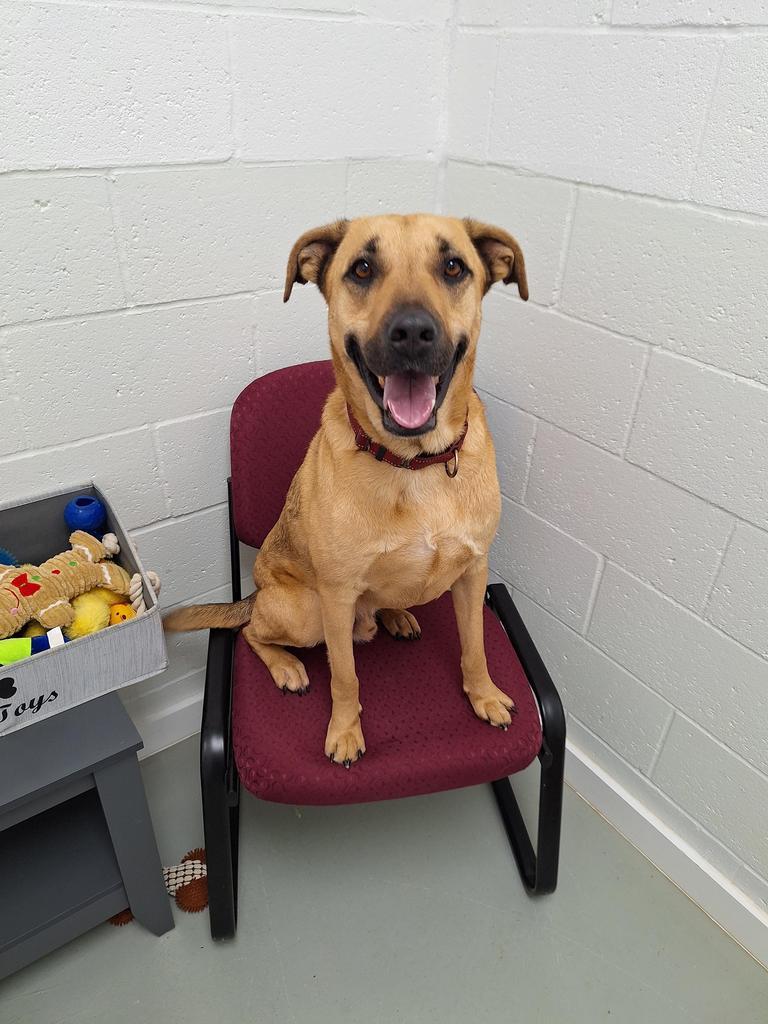 Enlarge Sooner, a Adopted mixed breed in Noble, OK image 1/6