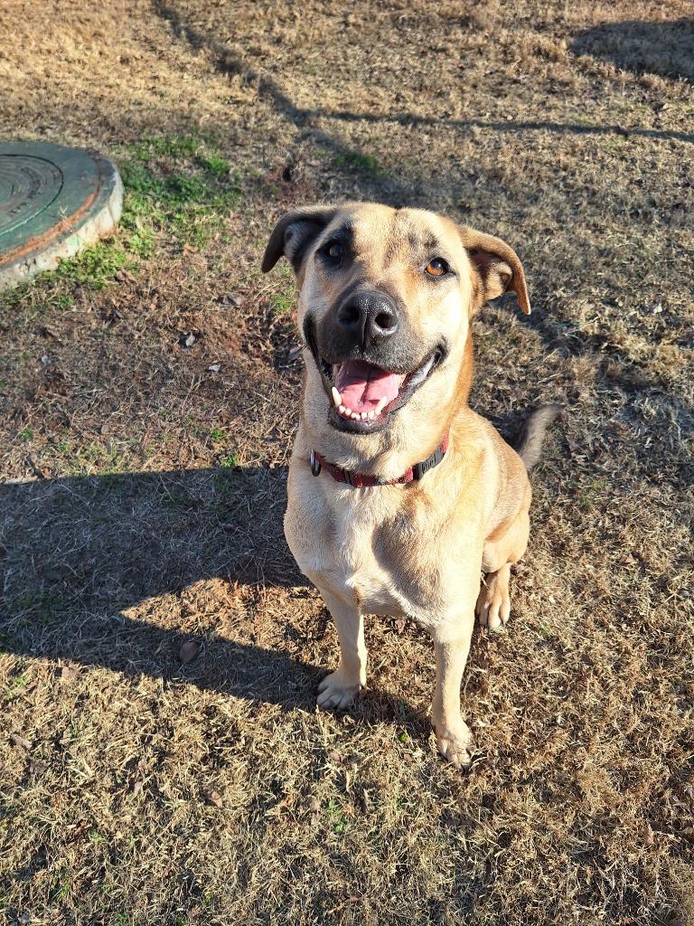 Enlarge Sooner, a Adopted mixed breed in Noble, OK image 2/6